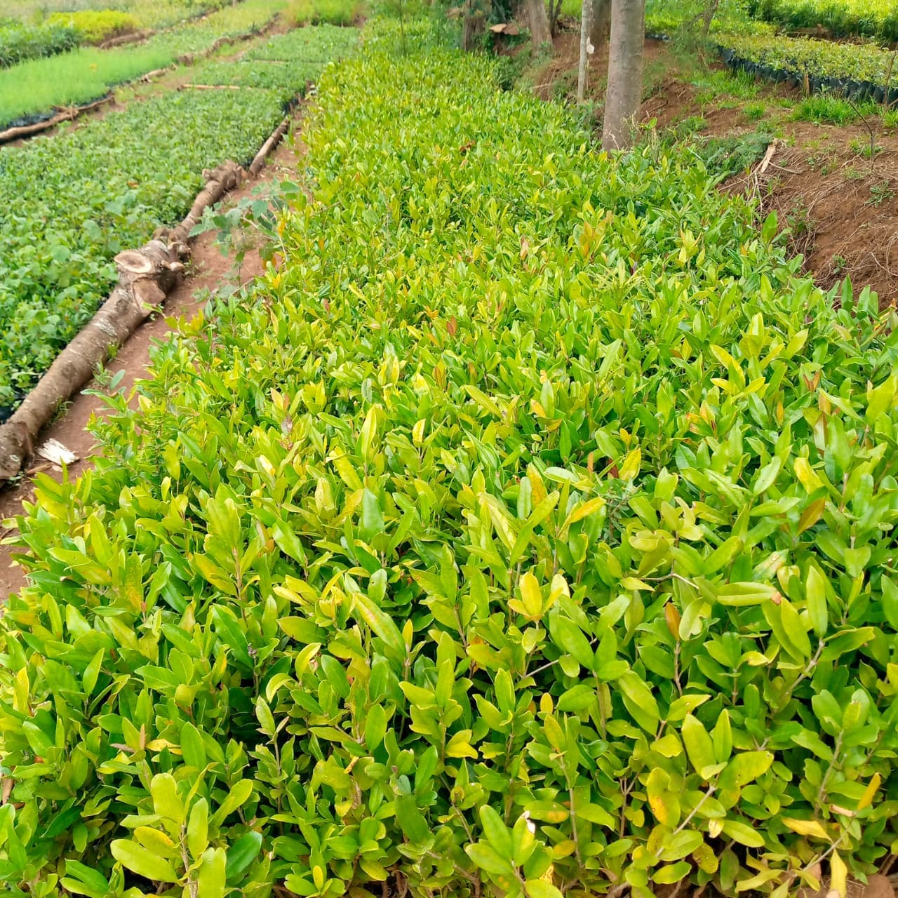 Taito Landscapes tree nursery in Nakuru County