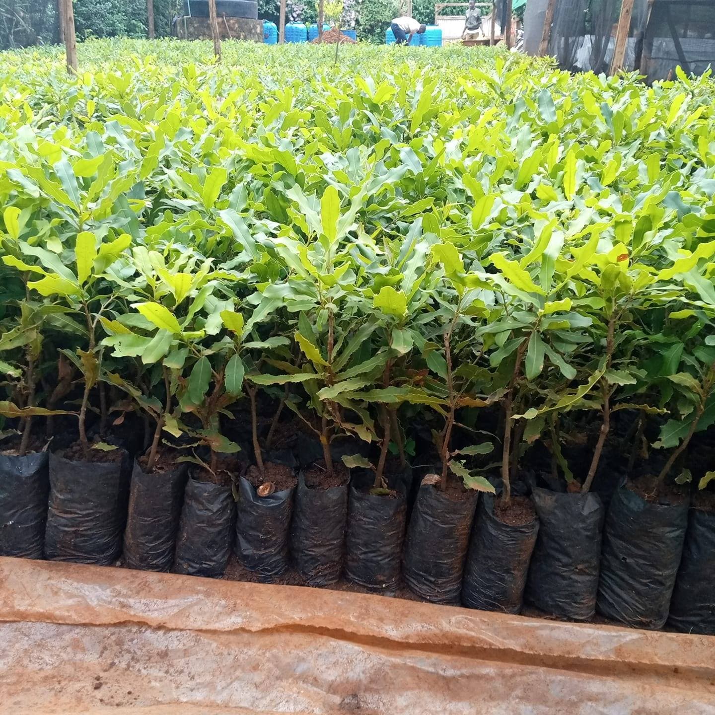Grafted Macadamia Seedlings (MRG20) (Macadamia integrifolia) seedlings for sale from Farmers Trend Limited