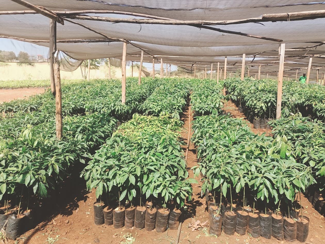 Farmers Trend Limited tree nursery in Murang'a County