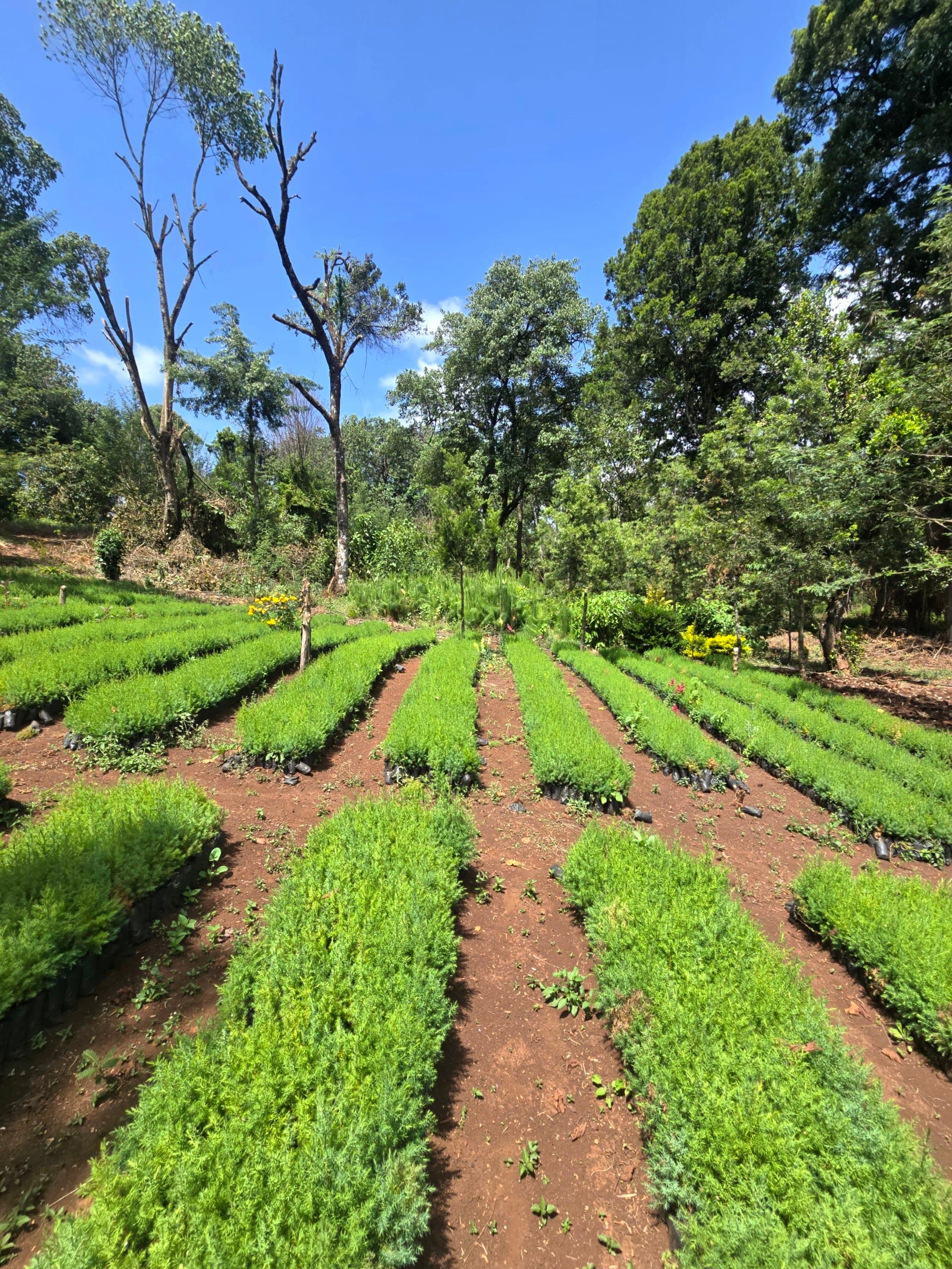 Green Nature women For Conservation  tree nursery in Elgeyo-Marakwet County