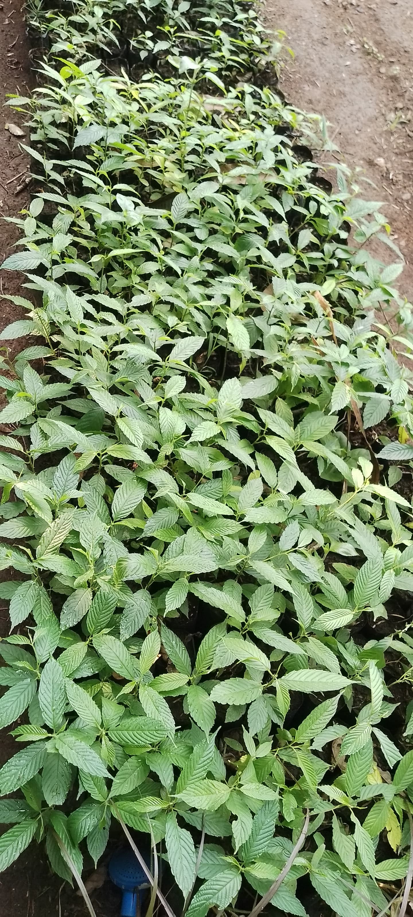 Kivuli Nursery  tree nursery in Busia County