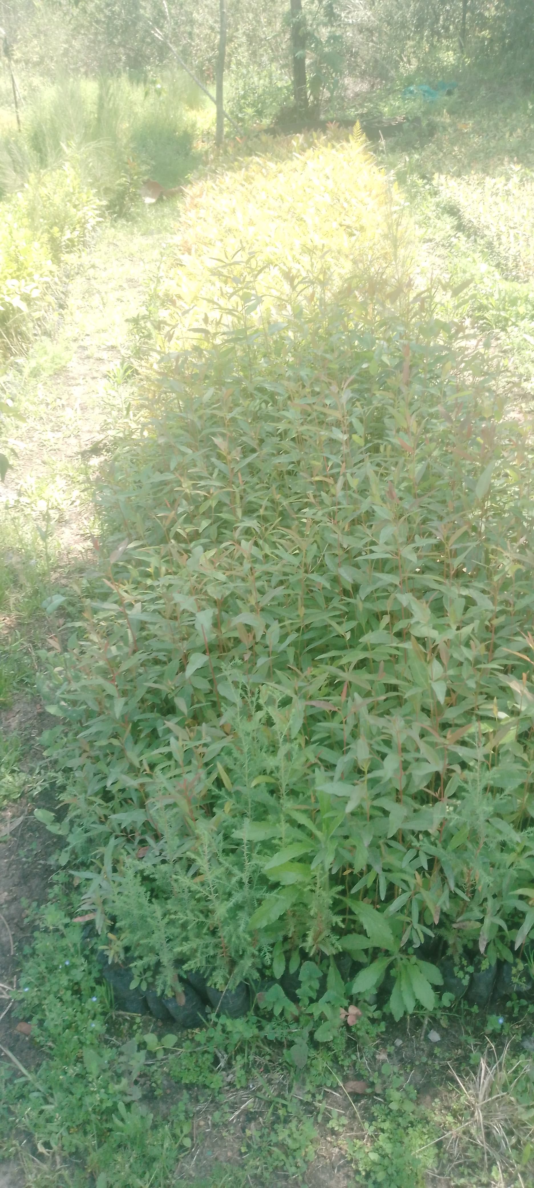 Bluegum seedlings for sale from Muti muiri