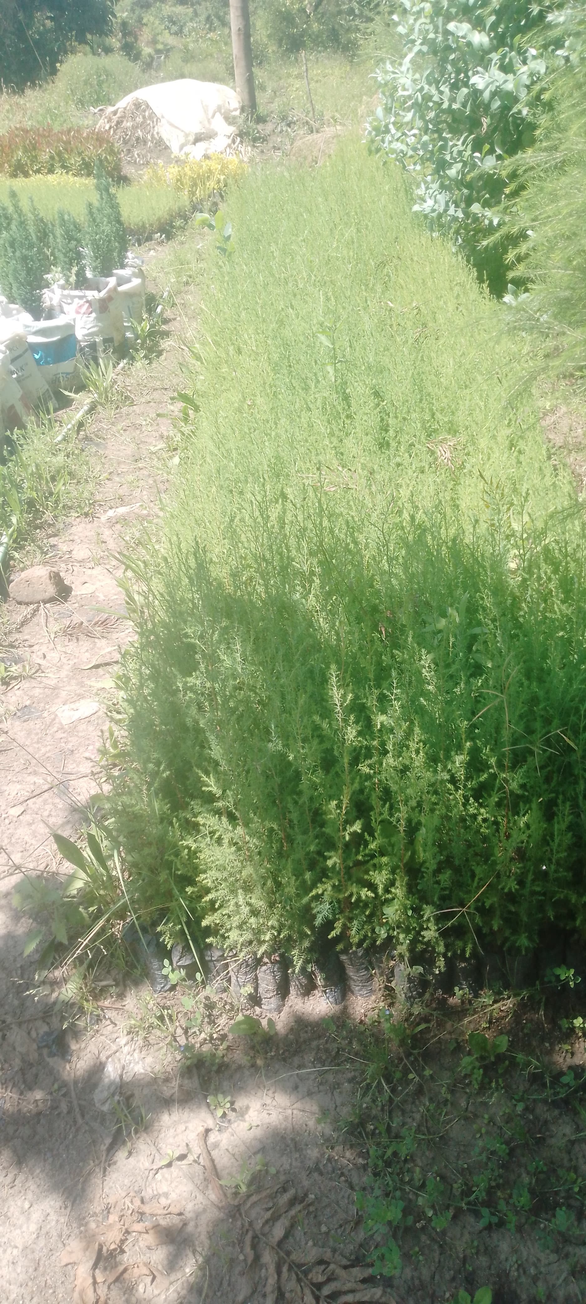 Cyprus seedlings for sale from Muti muiri