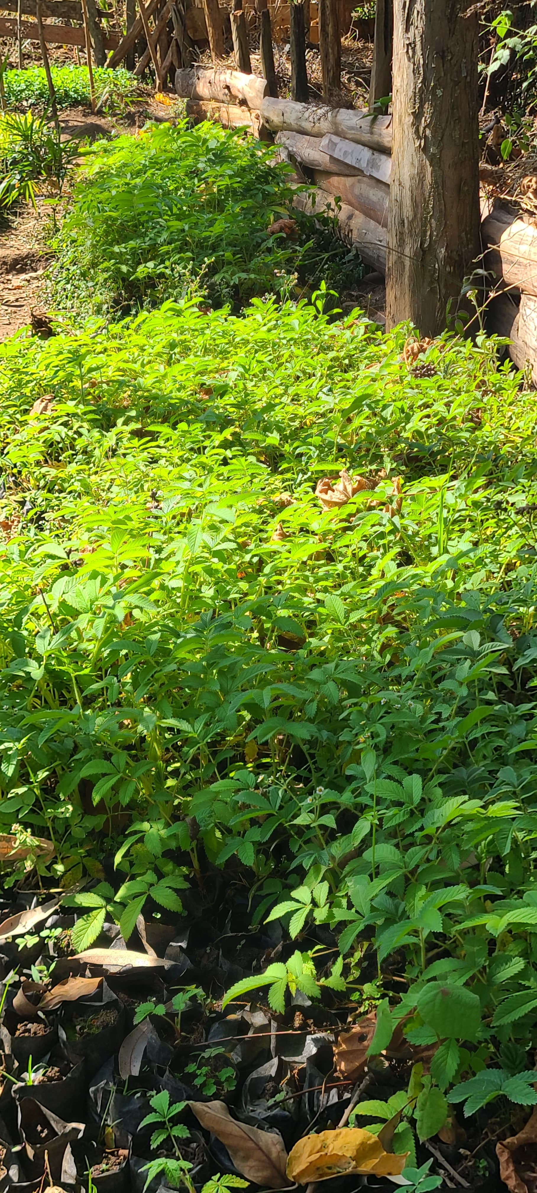 Haggenia Abyssinica seedlings for sale from SUMERC FRUIT AND TRADERS SELF-HELP GROUP 