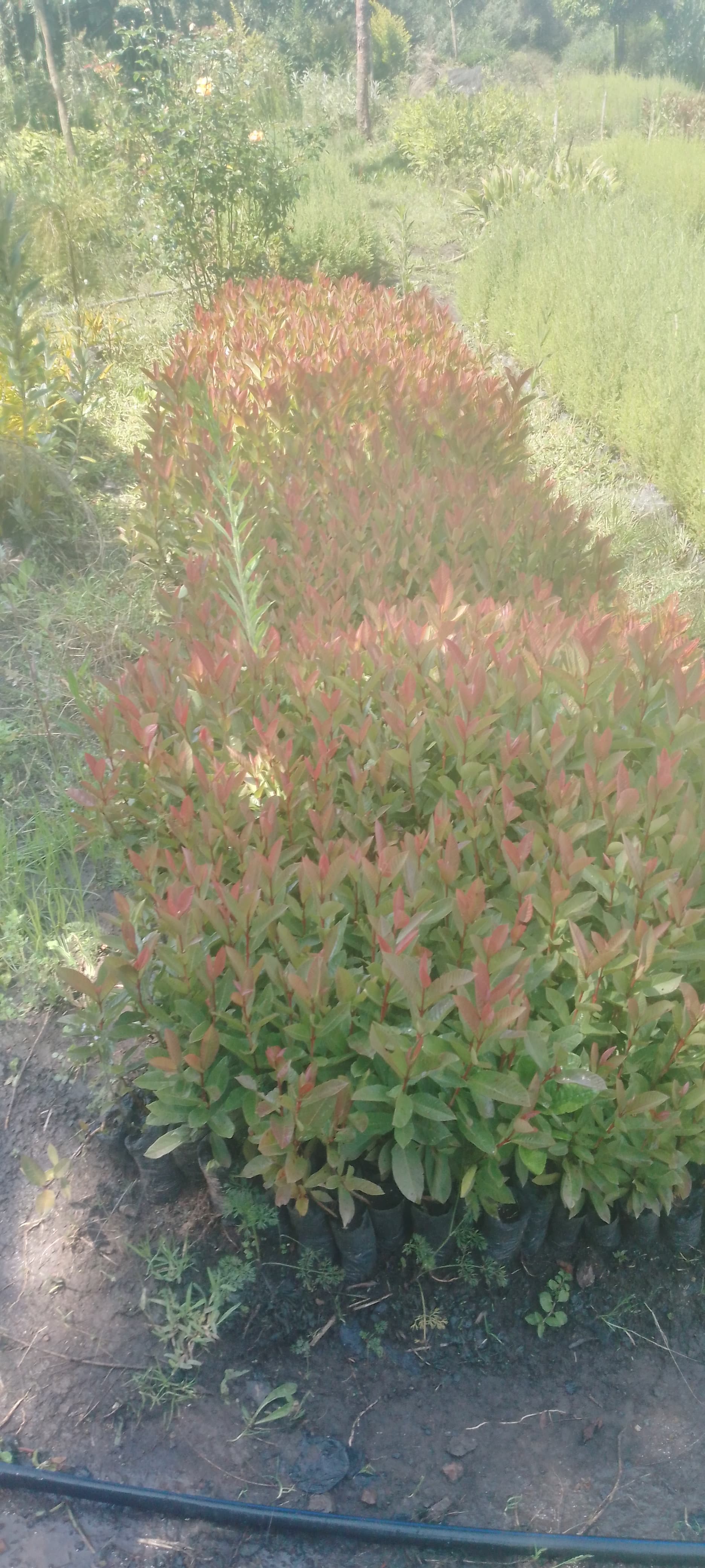 Guava seedlings for sale from Muti muiri