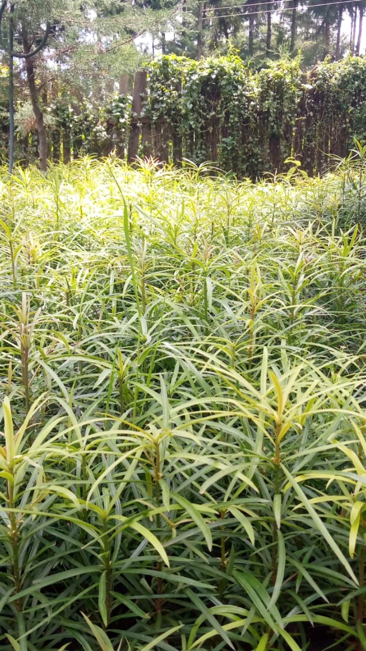 Podocarpus lartifolous  seedlings for sale from P&P Nurseries 