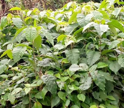 Croton megalorcarpus seedlings for sale from P&P Nurseries 