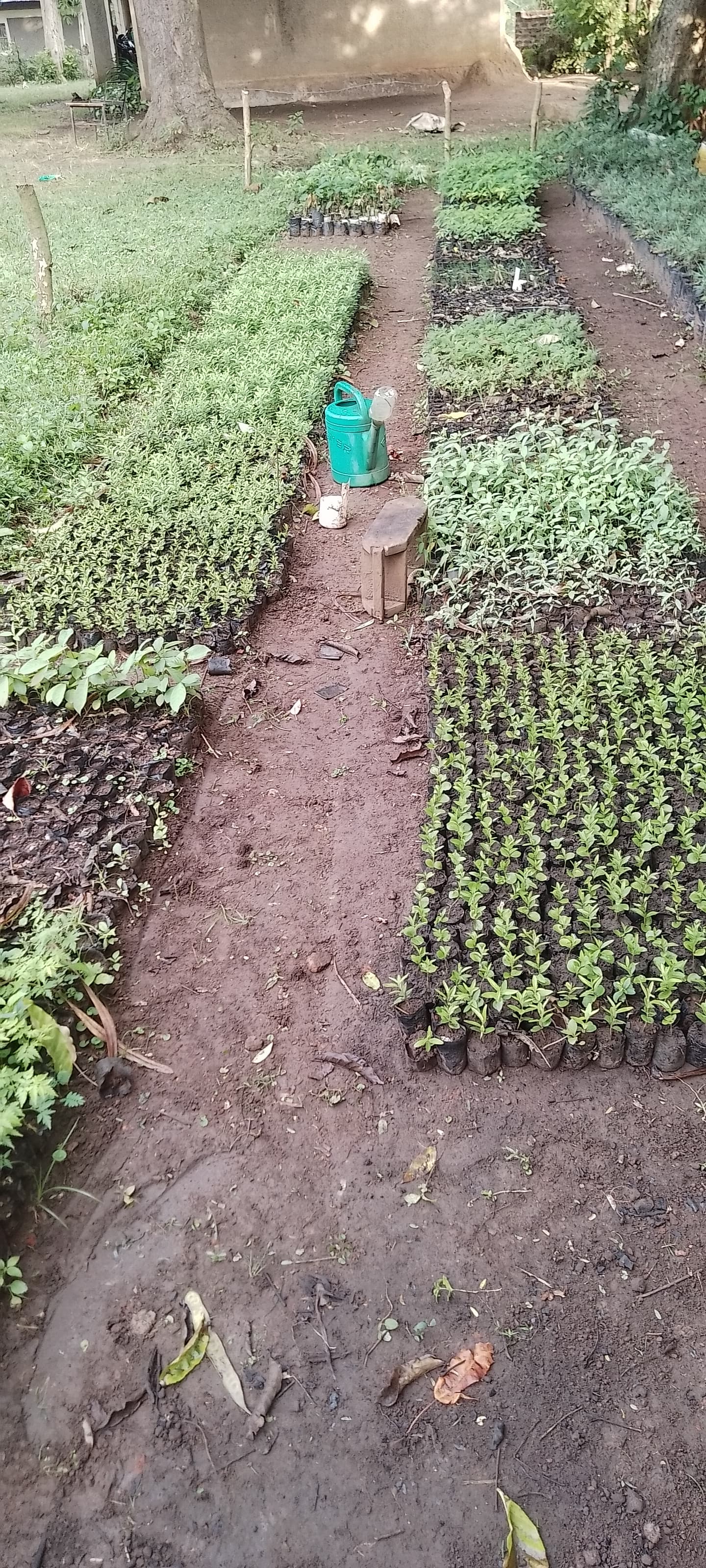 Grevillea (Grevillea robuster) seedlings for sale from Kivuli Nursery 