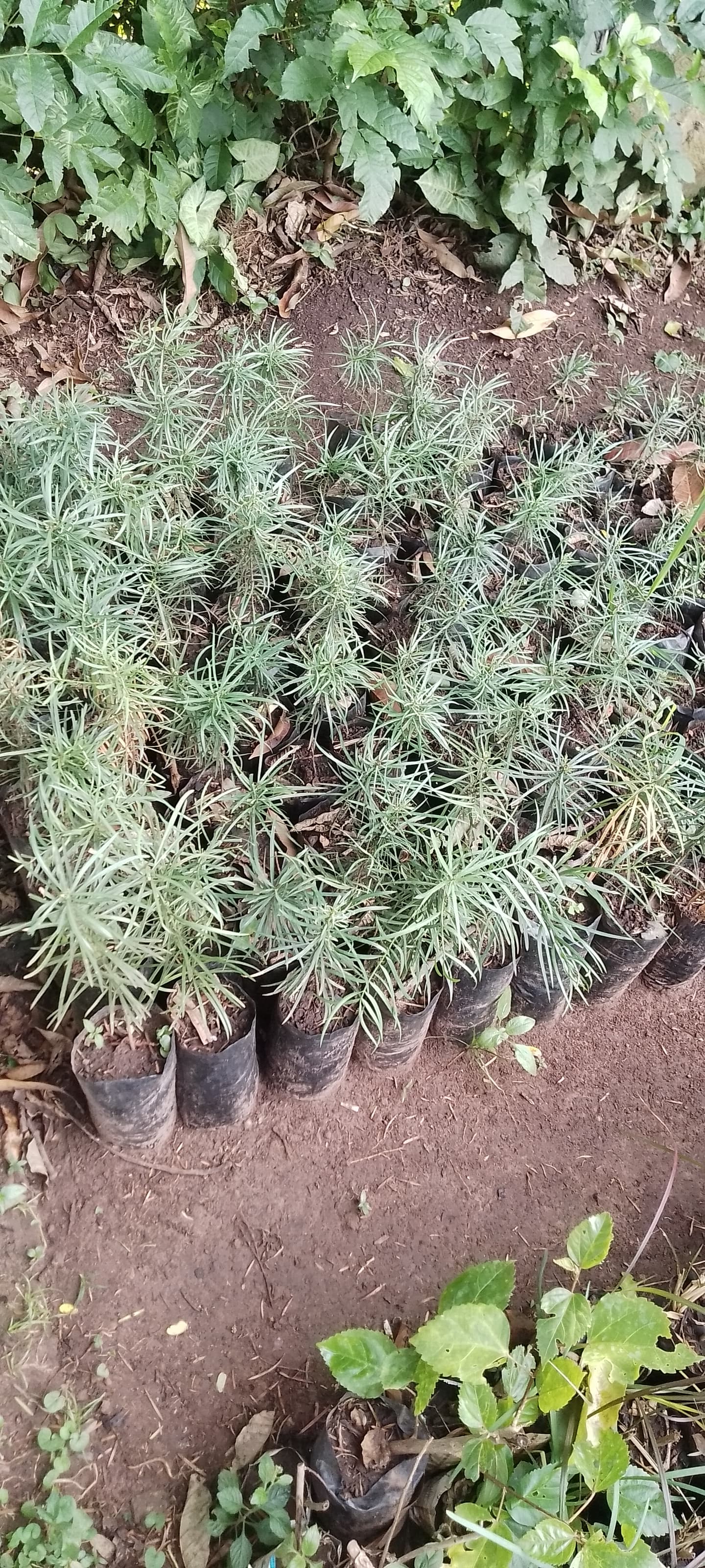 Podocupus seedlings for sale from Kivuli Nursery 