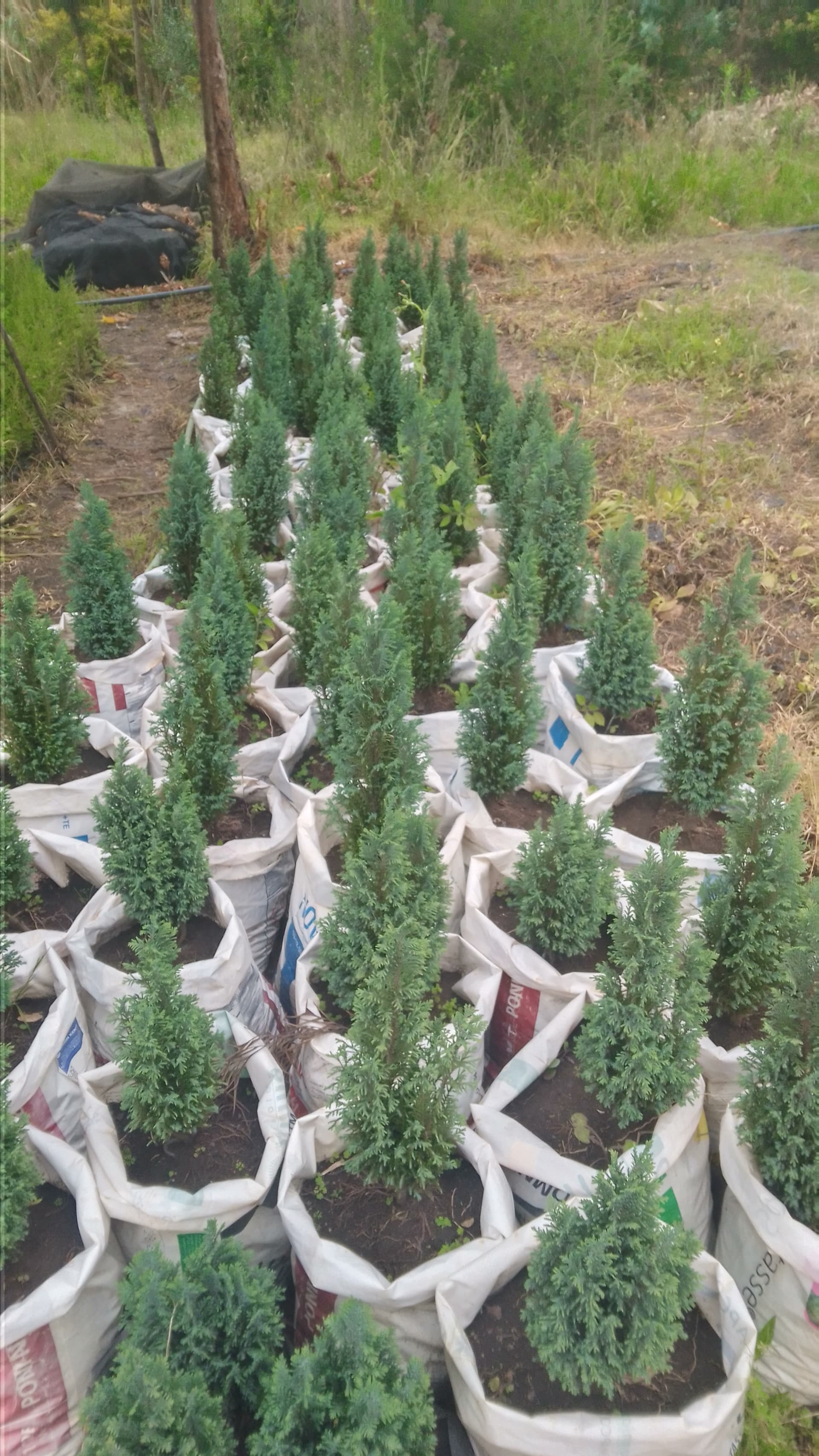 Golden blue seedlings for sale from Muti muiri
