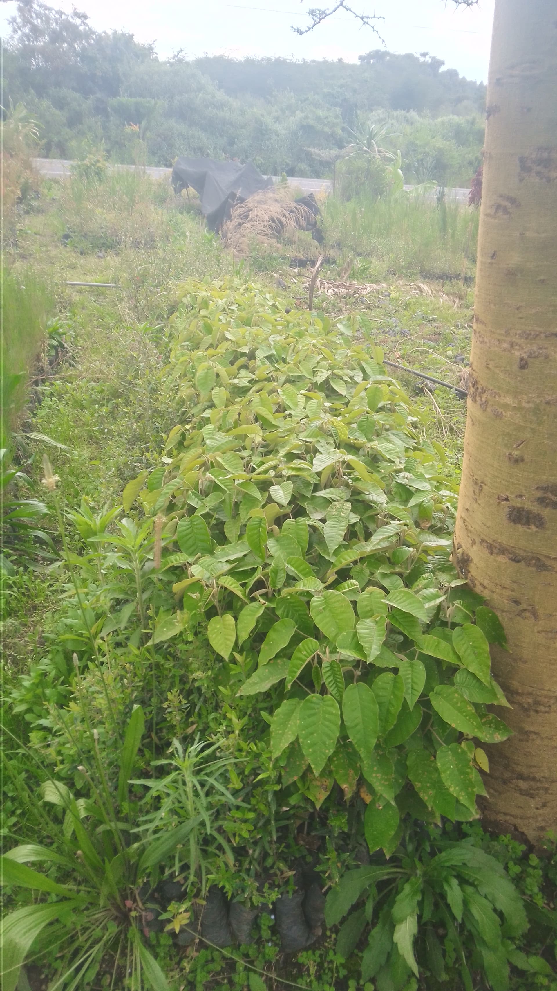 Crotone(mukinduri) seedlings for sale from Muti muiri