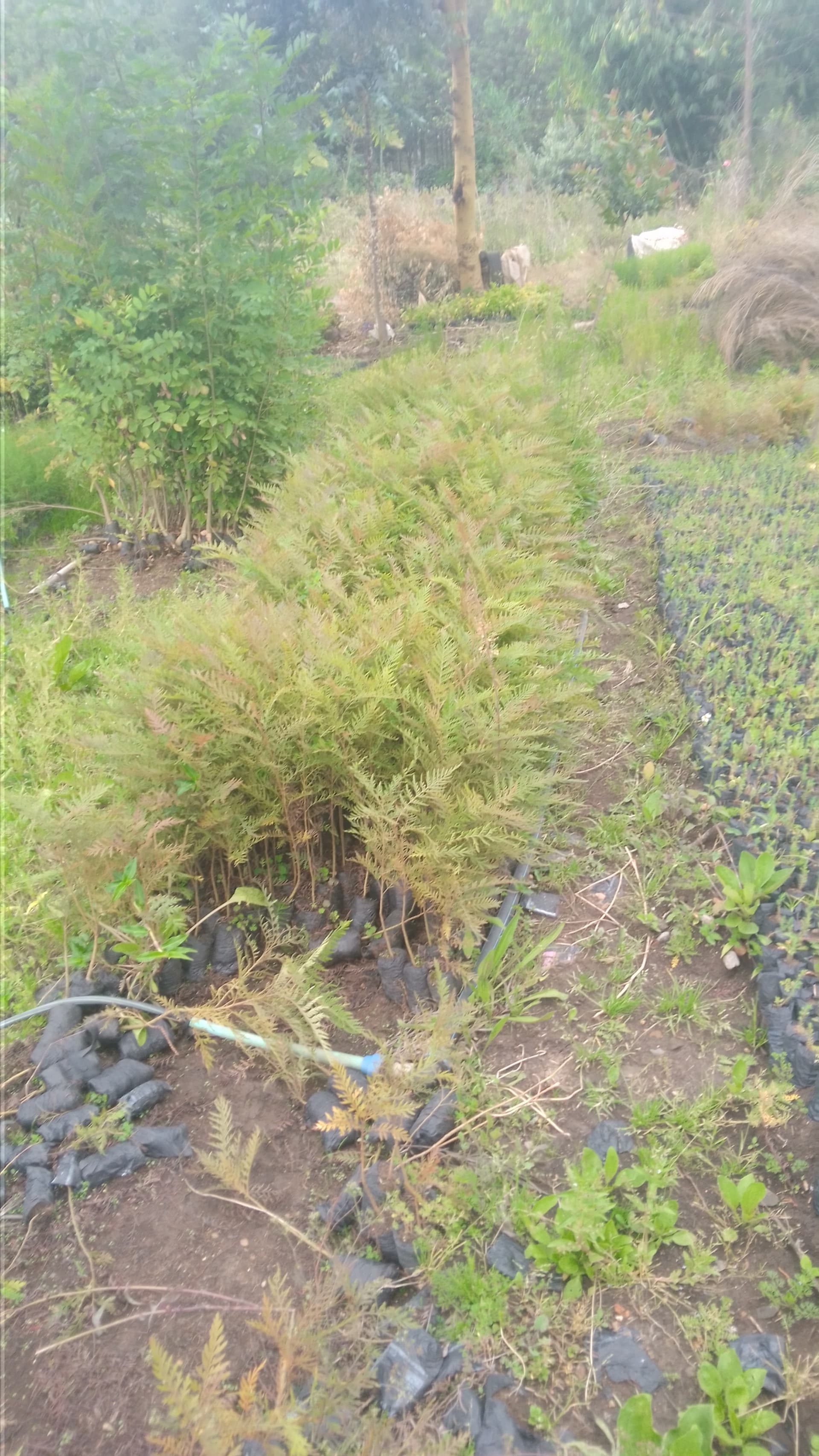 Grevillea robusta(mukima) seedlings for sale from Muti muiri