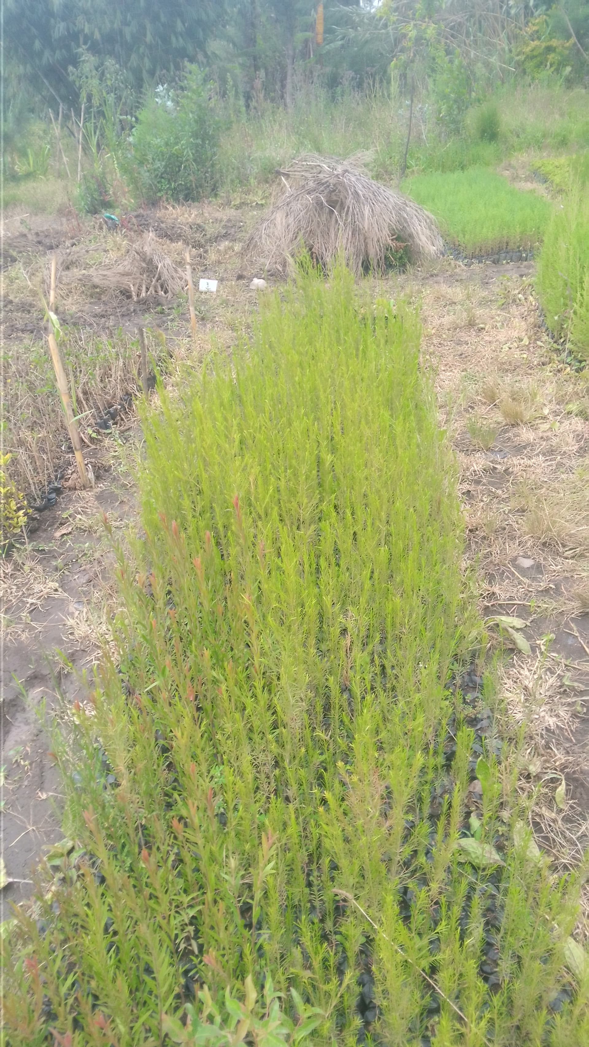 Bottlebrush(red and white) seedlings for sale from Muti muiri