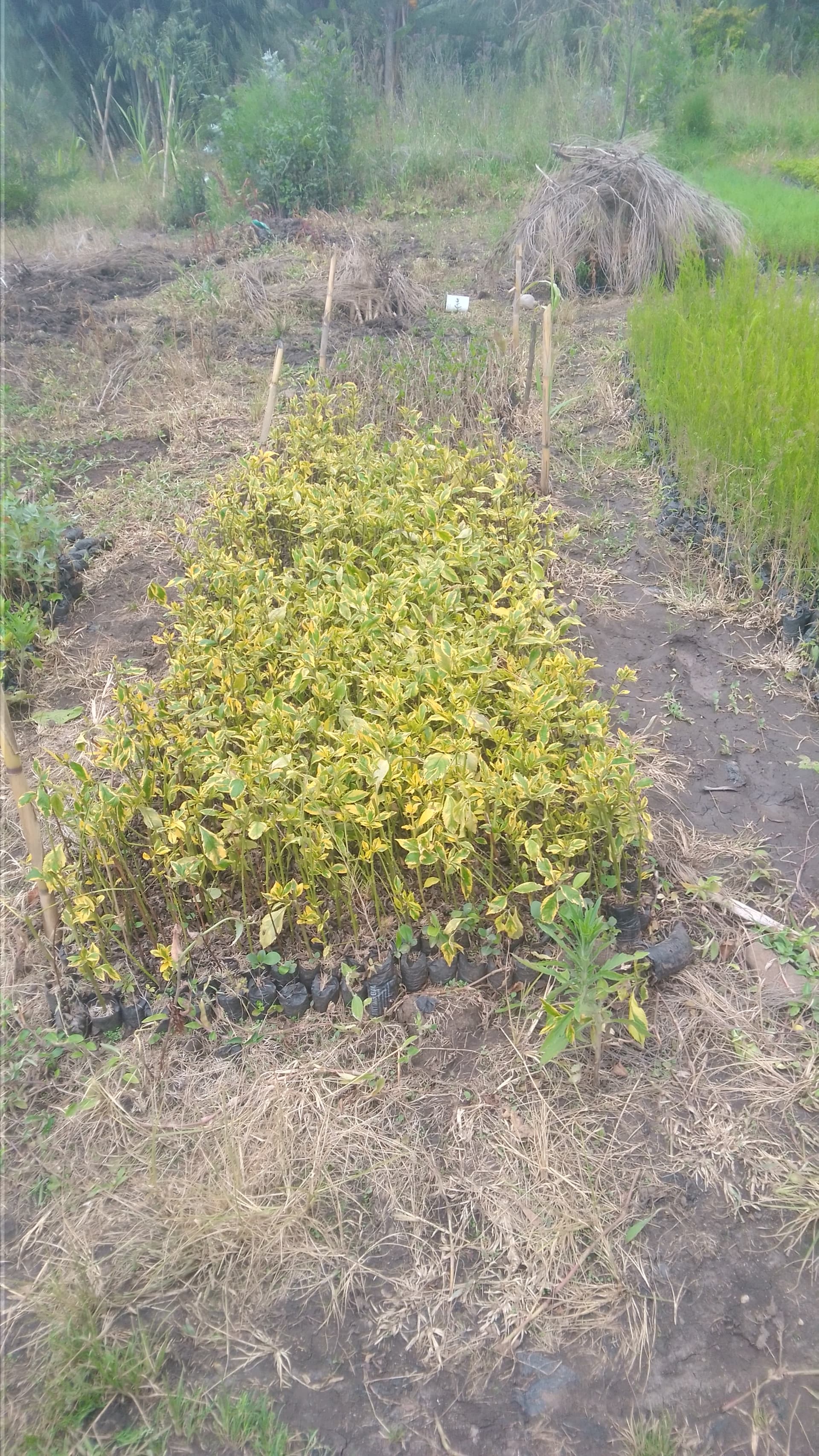 Golden Duranta seedlings for sale from Muti muiri
