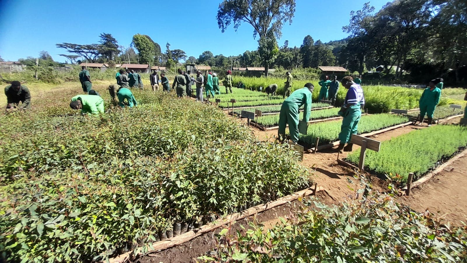Sliver Oak (Greviellia) seedlings for sale from Karura
