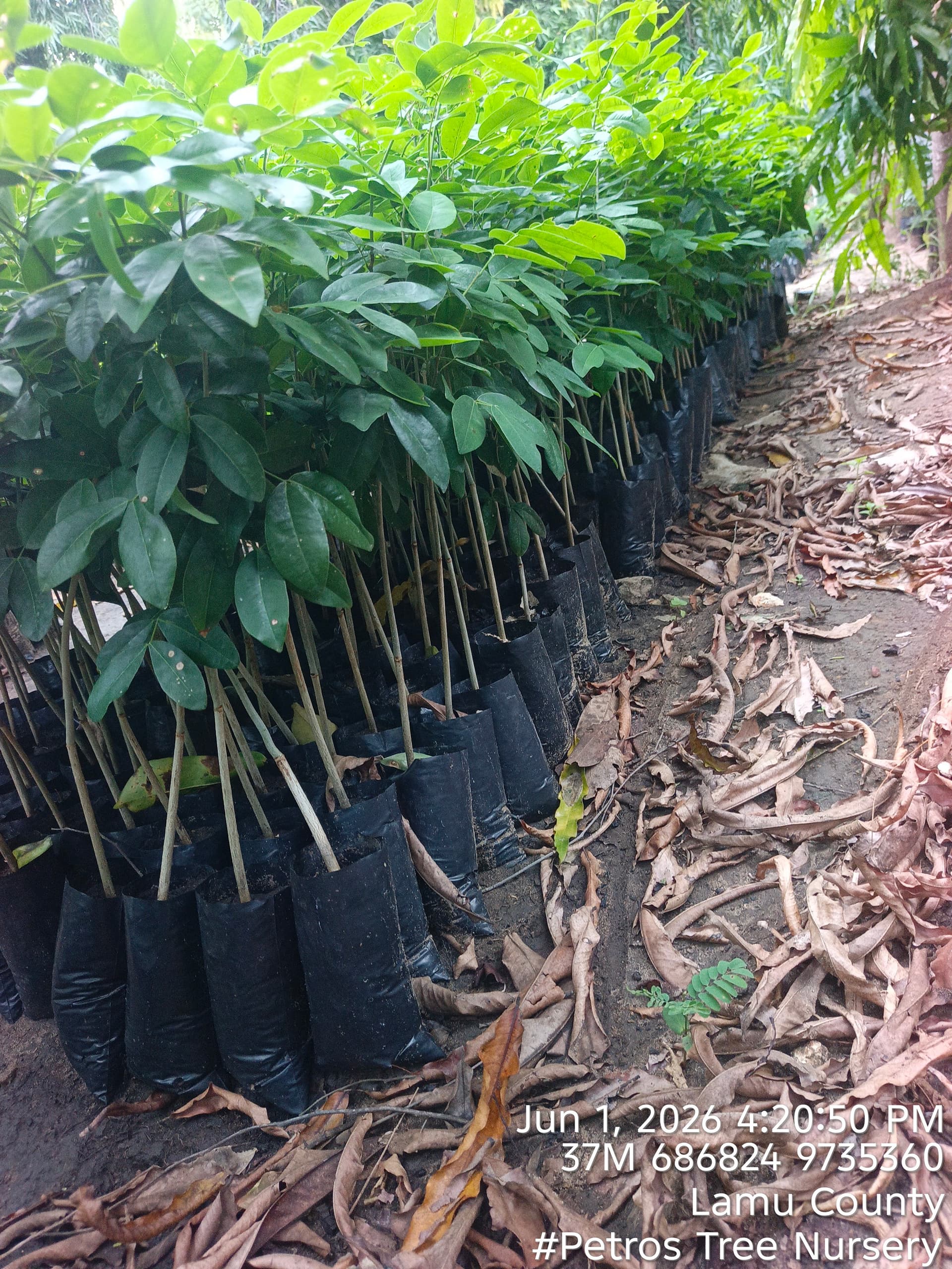 Mbambakofi (Afzelia quazensis) seedlings for sale from Petros Tree Nursery