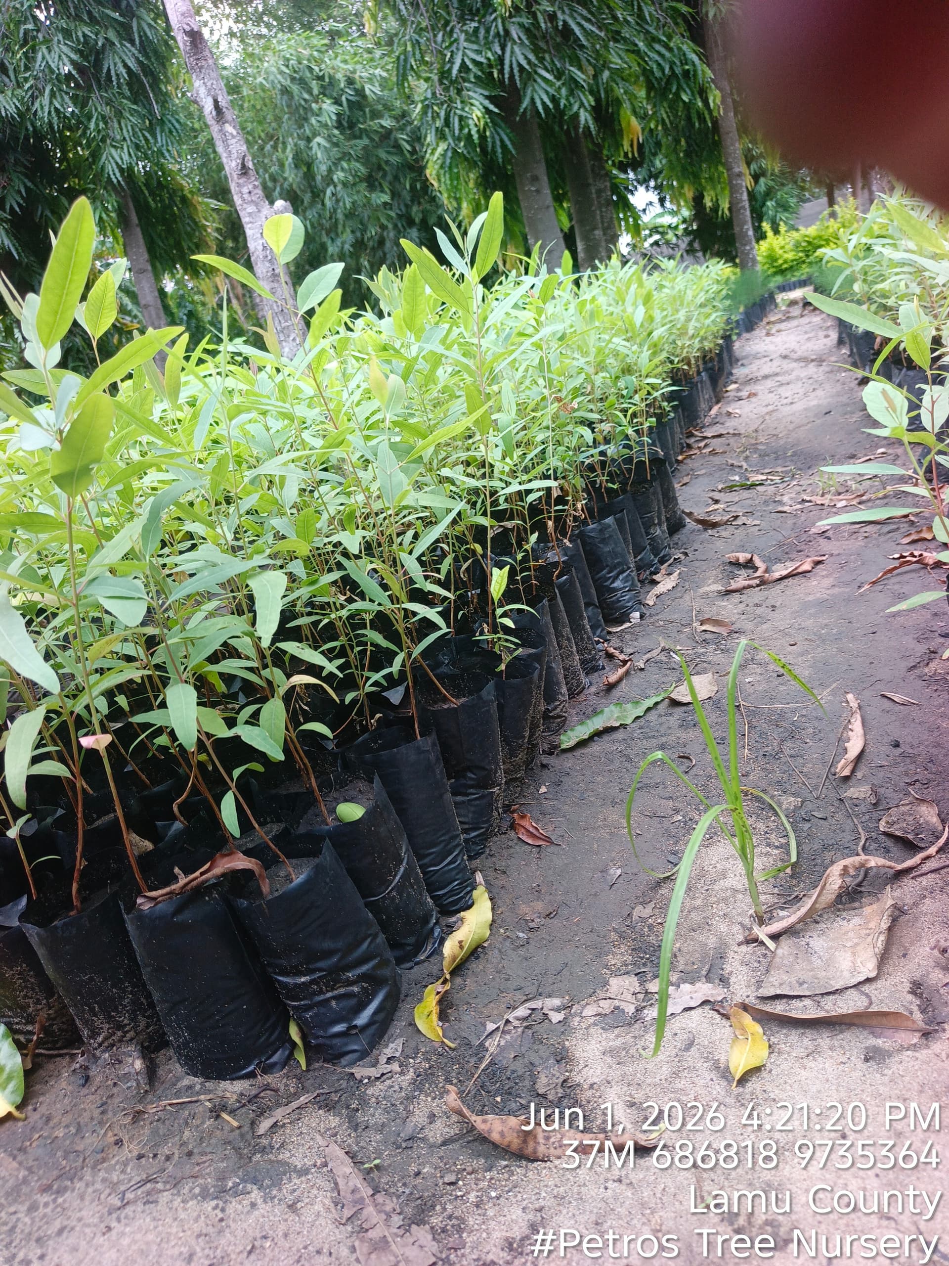 Mkaratusi (Eucalyptus camaldulensis) seedlings for sale from Petros Tree Nursery