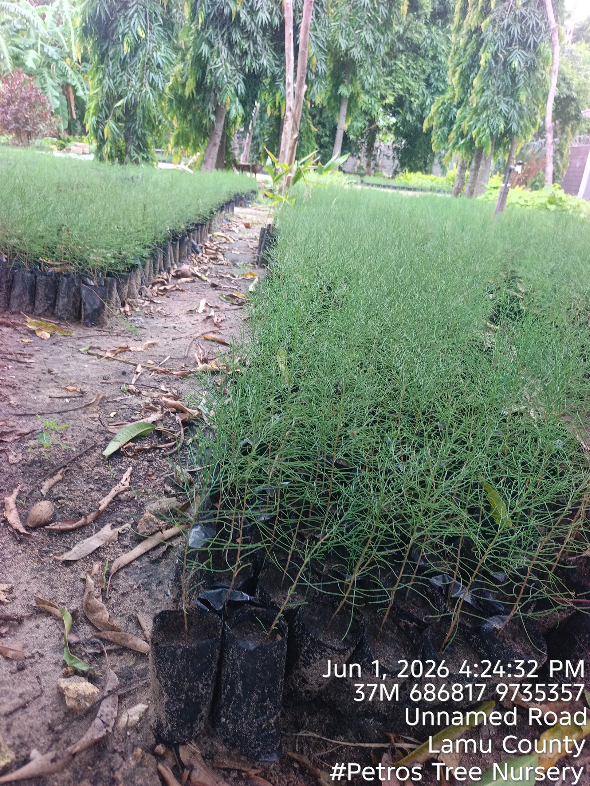 Whistling pine (Casuarina equisetifolia) seedlings for sale from Petros Tree Nursery