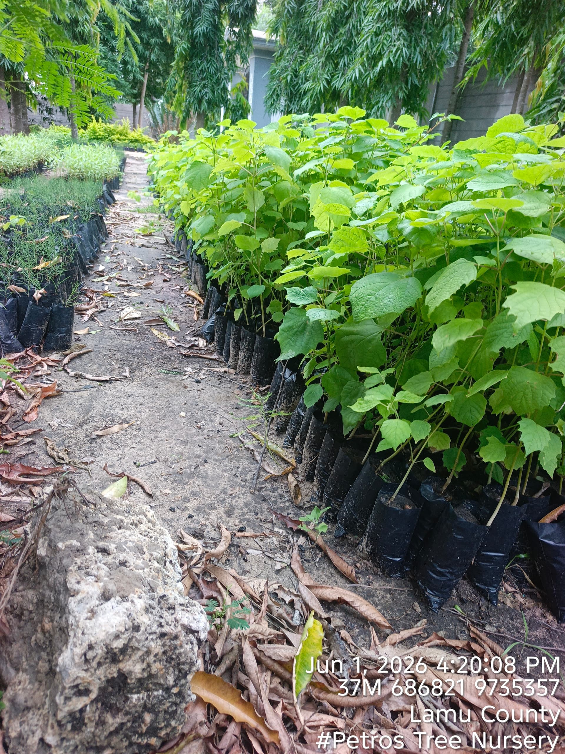 White oak (Gmelina arborea) seedlings for sale from Petros Tree Nursery