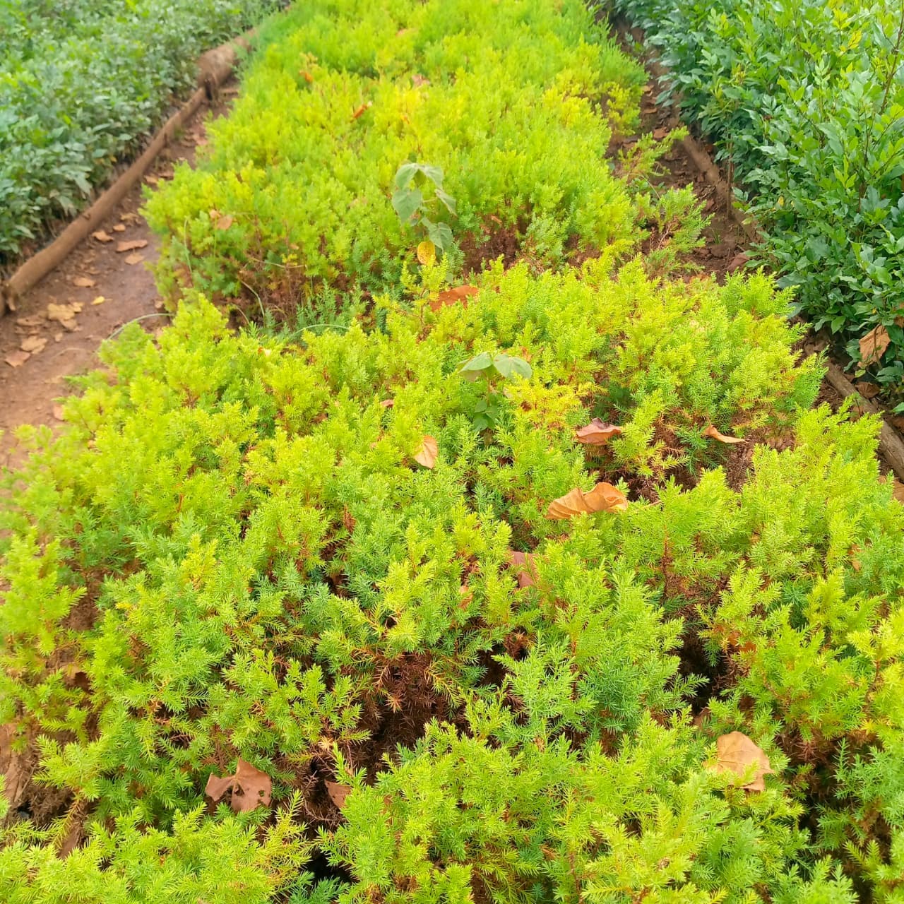 Red ceder (Juniperus virginiana) seedlings for sale from Taito Landscapes