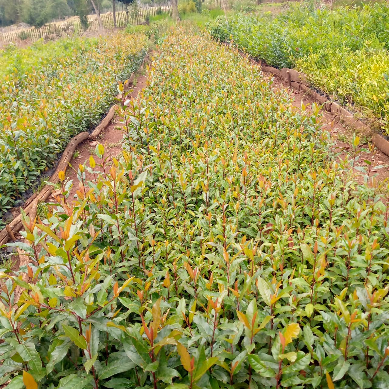 Prunus africana (Prununs Africana) seedlings for sale from Taito Landscapes