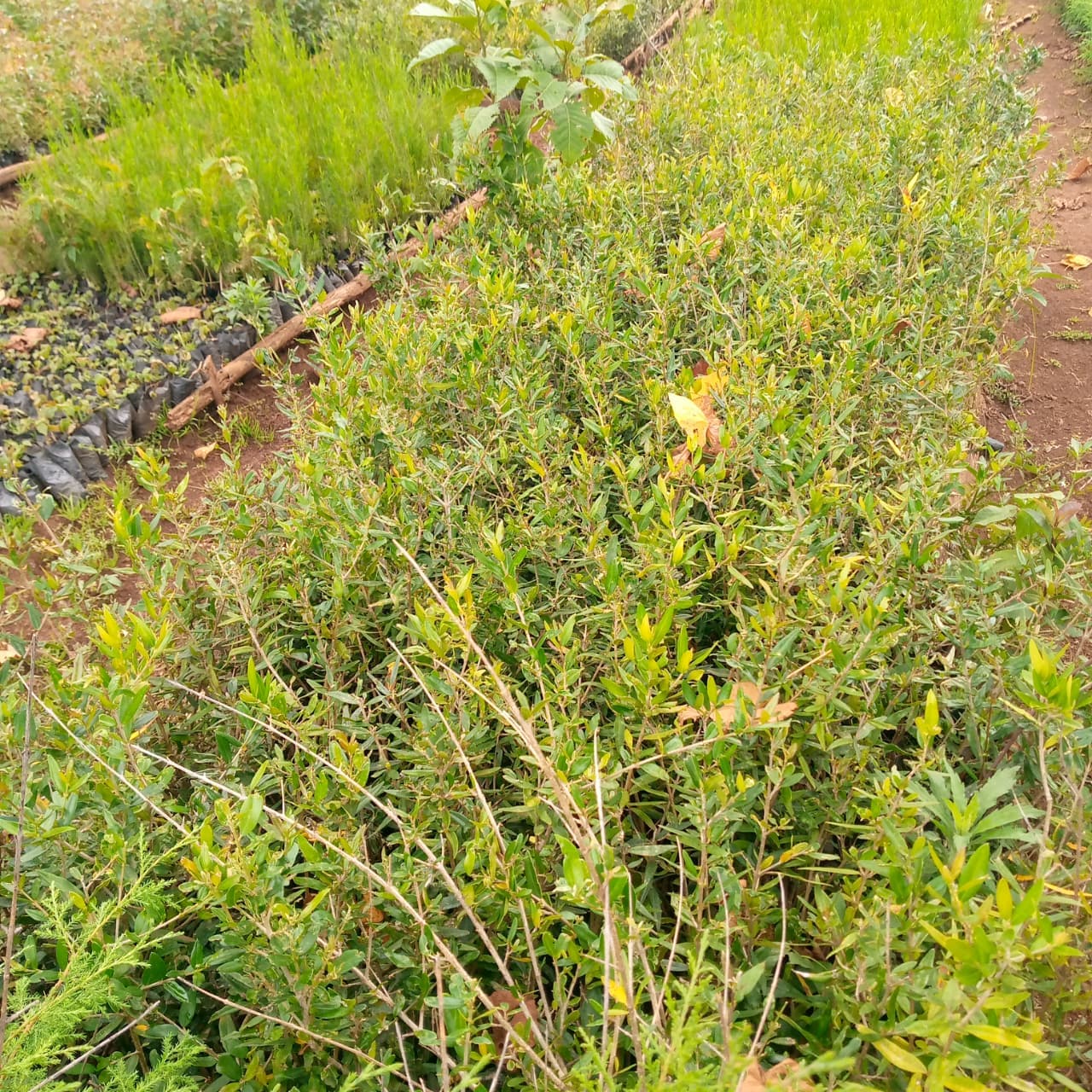 Olea African (Olea Africana) seedlings for sale from Taito Landscapes