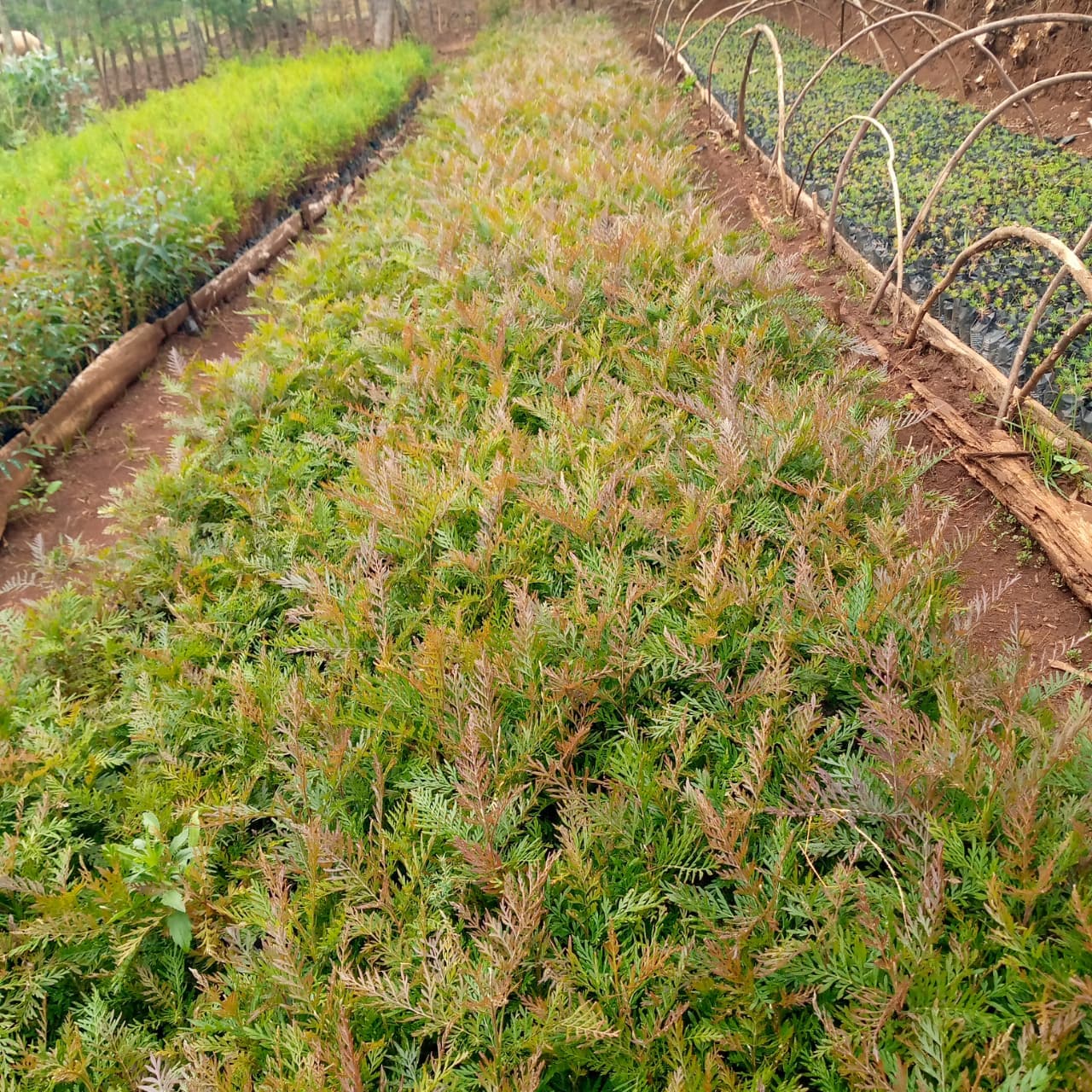 Grevellia robusta - silver oak (Grevellia robusta) seedlings for sale from Taito Landscapes