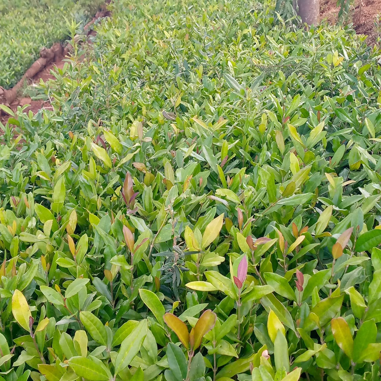syzygium cumini - Java Plum (syzygium cumini) seedlings for sale from Taito Landscapes