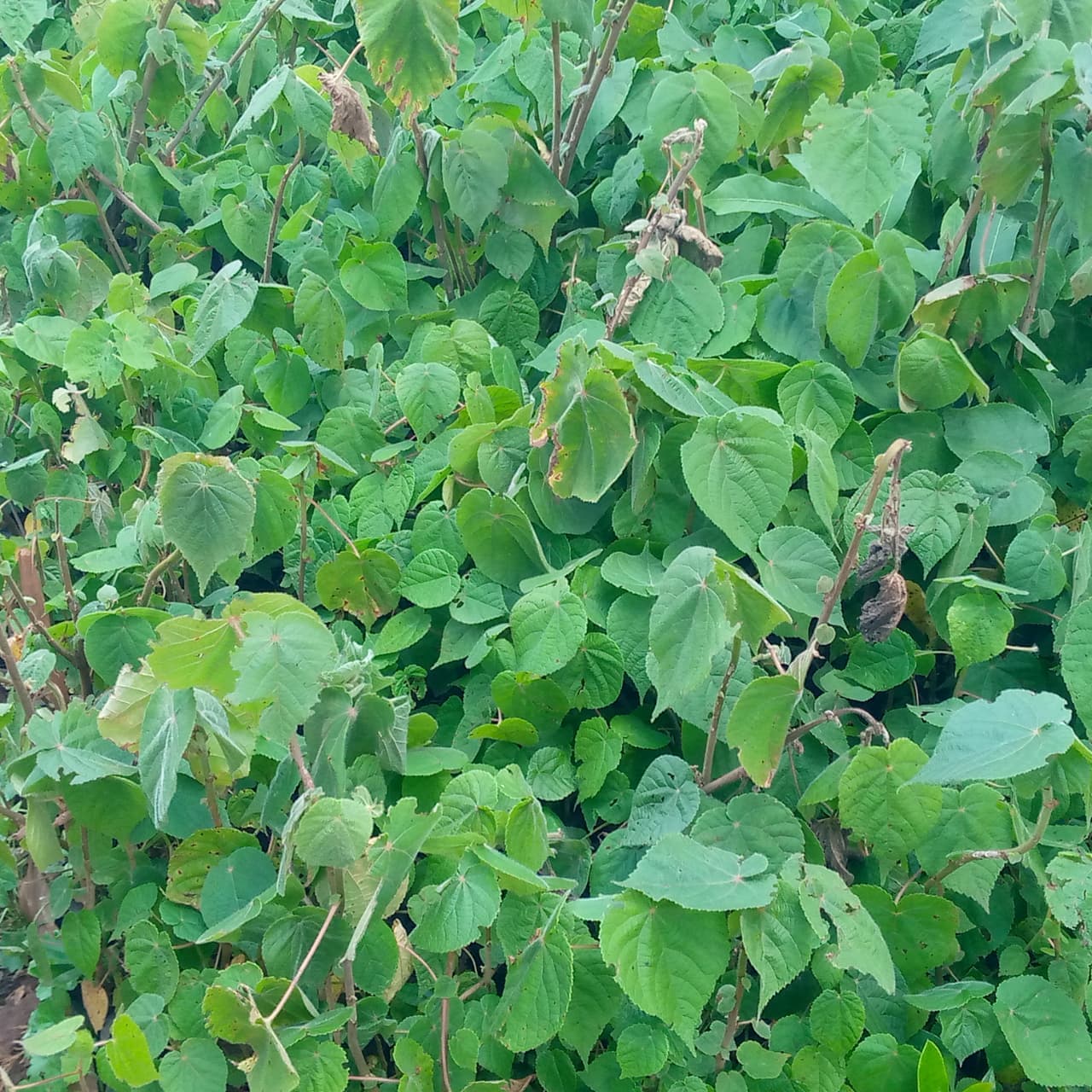 Dombeya torrida (Dombeya torrida) seedlings for sale from Taito Landscapes