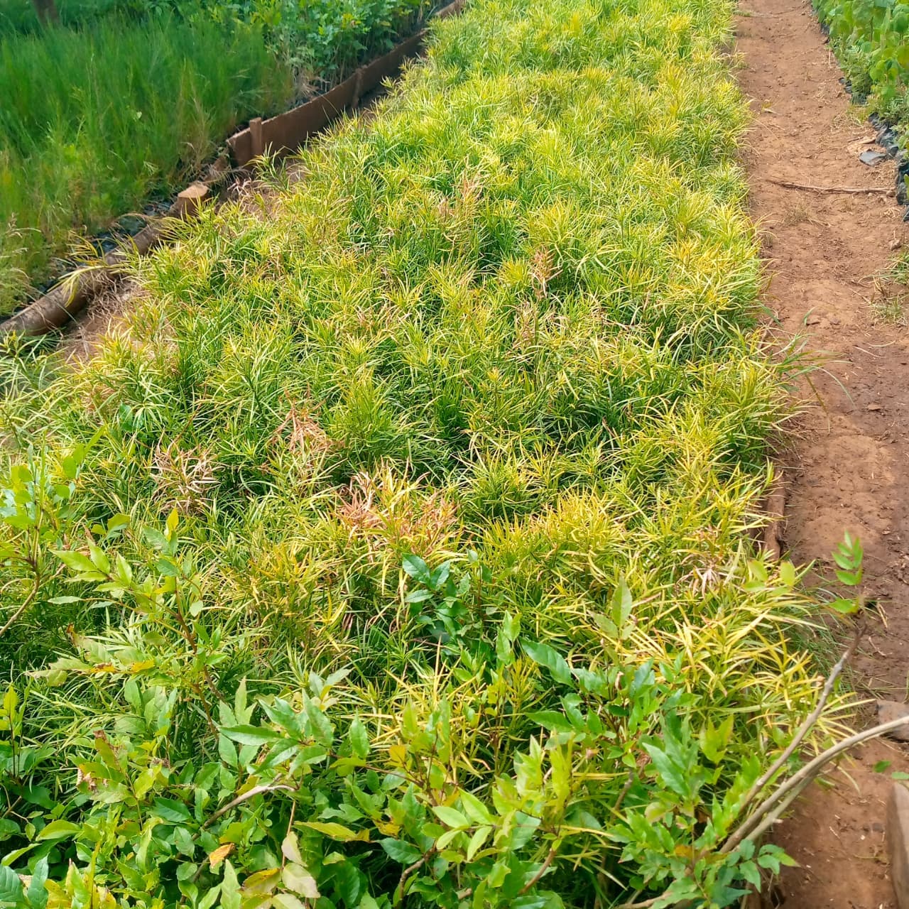 Podo (Podocarpus Spp) seedlings for sale from Taito Landscapes