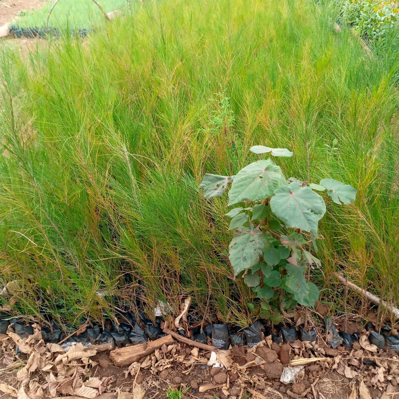 Casuarina (Casuarina Spp) seedlings for sale from Taito Landscapes