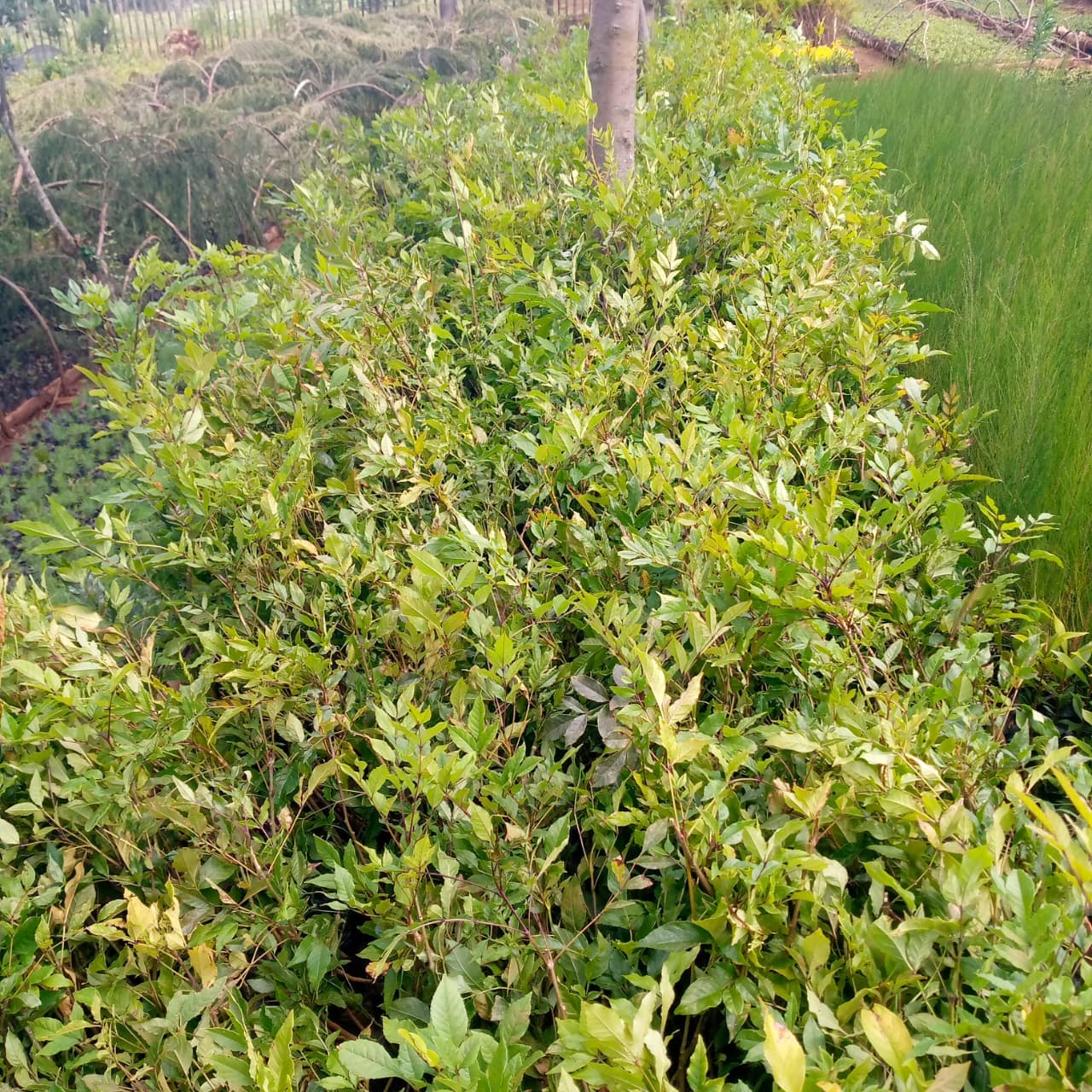 Green ash tree (Fraxinus pennsylvanica,) seedlings for sale from Taito Landscapes