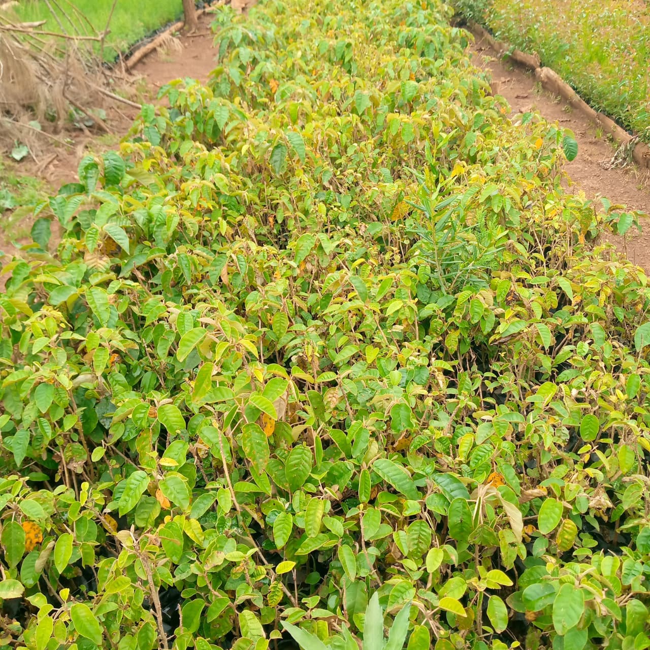 Croton (Croton Megacarpus) seedlings for sale from Taito Landscapes