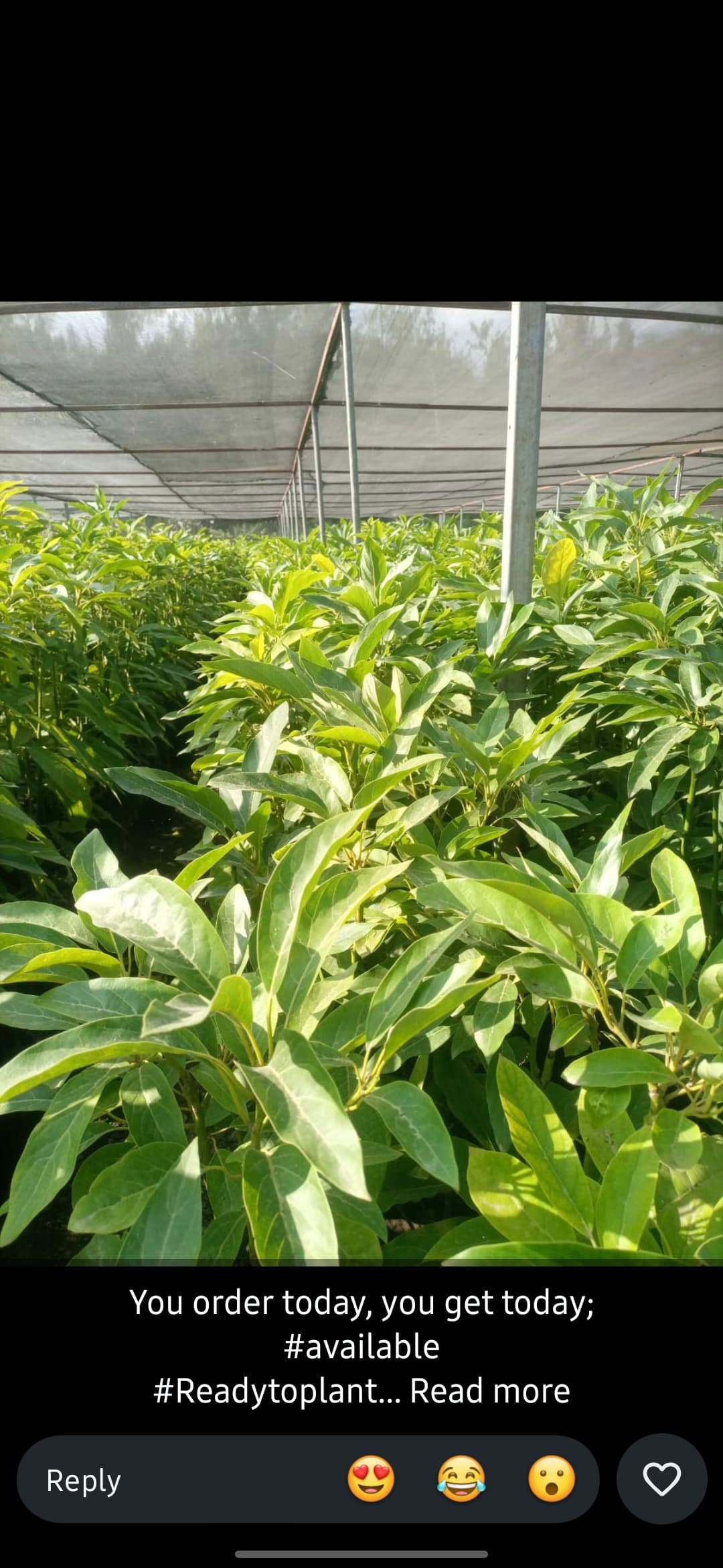 Avocado (Persia americana) (Hass grafted) seedlings for sale from Infinitree nursery