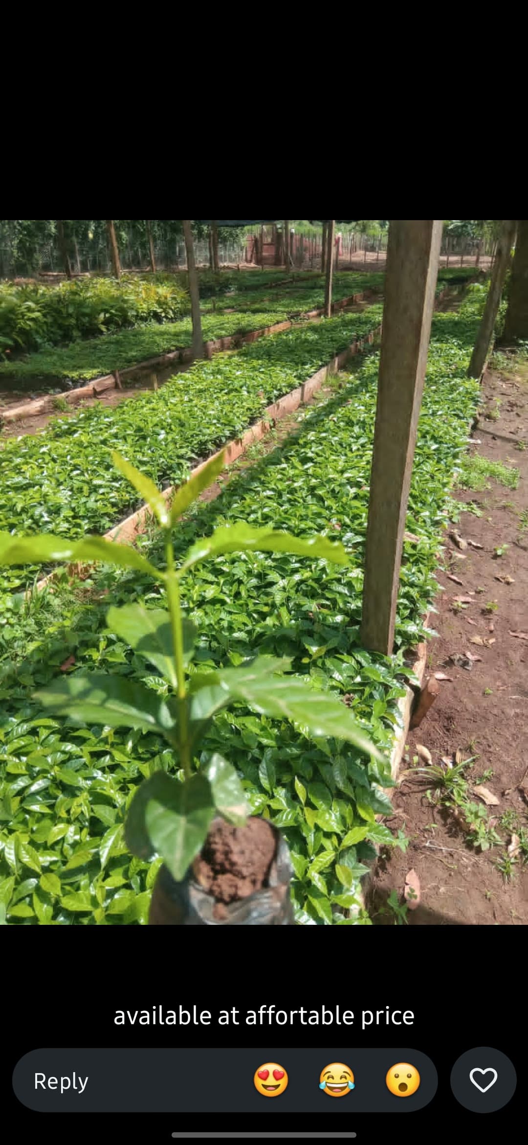 Coffee (Batian) seedlings for sale from Infinitree nursery