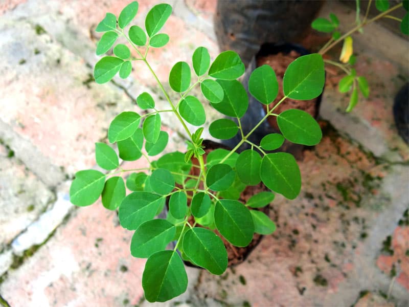 Moringa (Moringa Oleifera) seedlings for sale from Akachi produce & Supplies