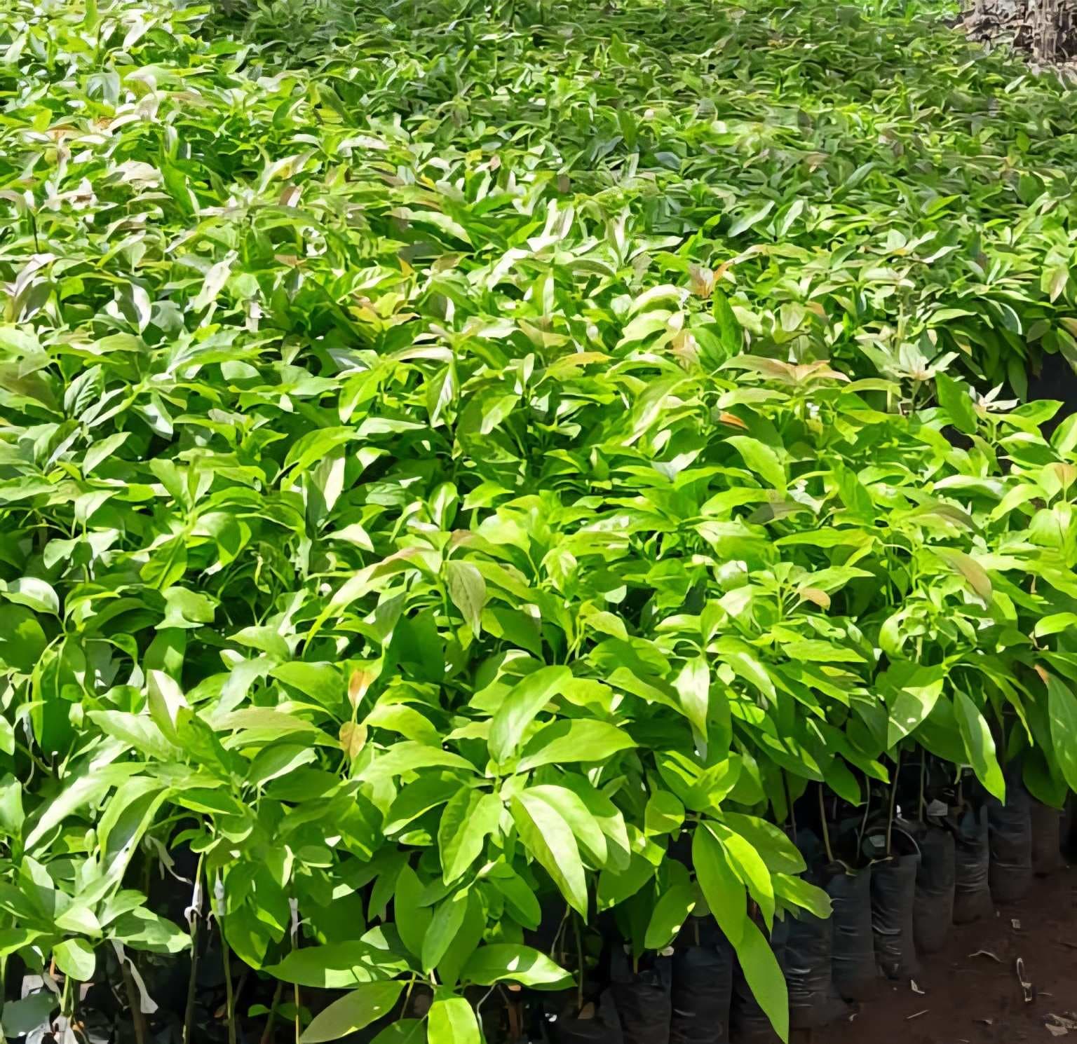 HASS AVOCADO seedlings for sale from Green Eco Alliance
