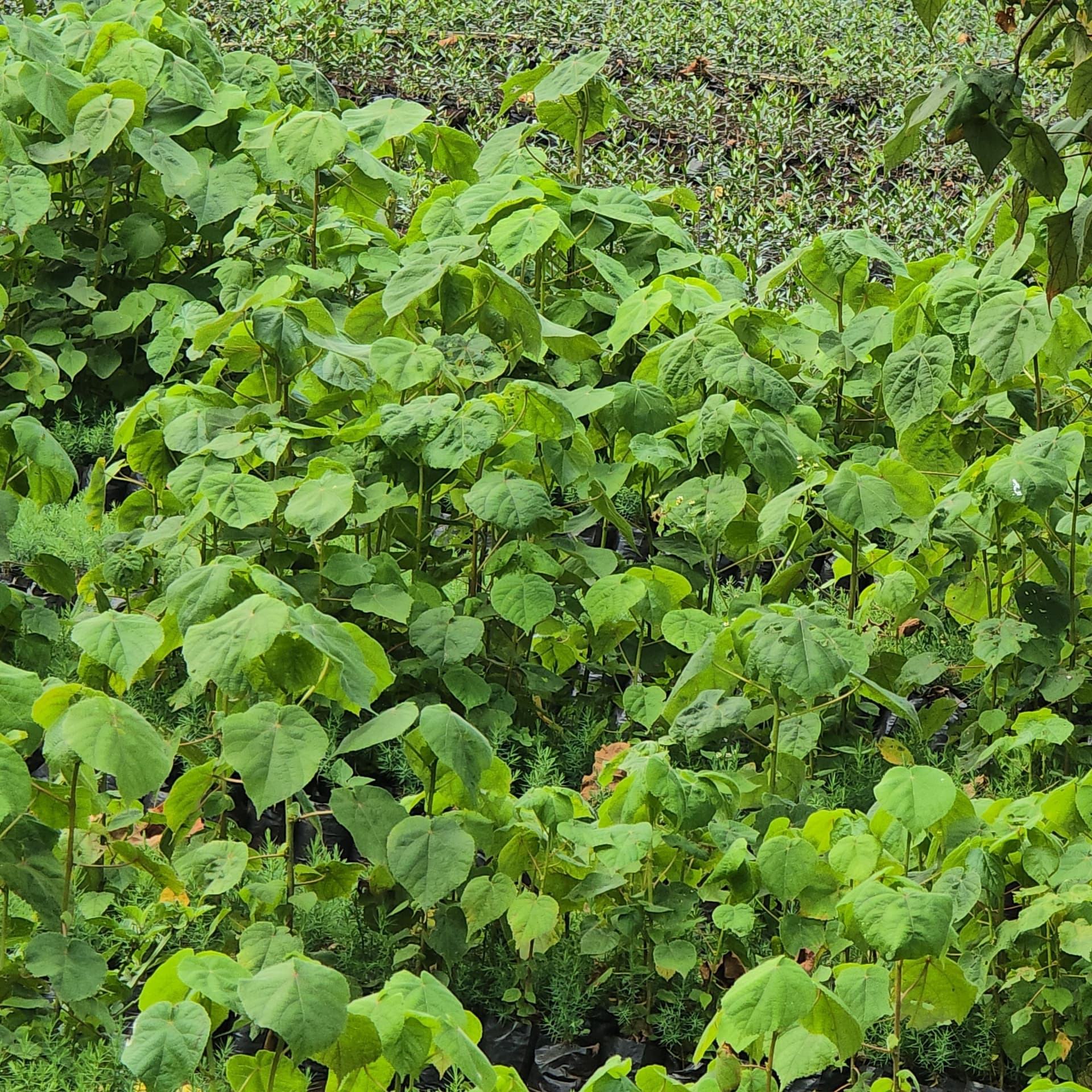 Dombeya torrida (Dombeya torrida) seedlings for sale from Green Nature women For Conservation