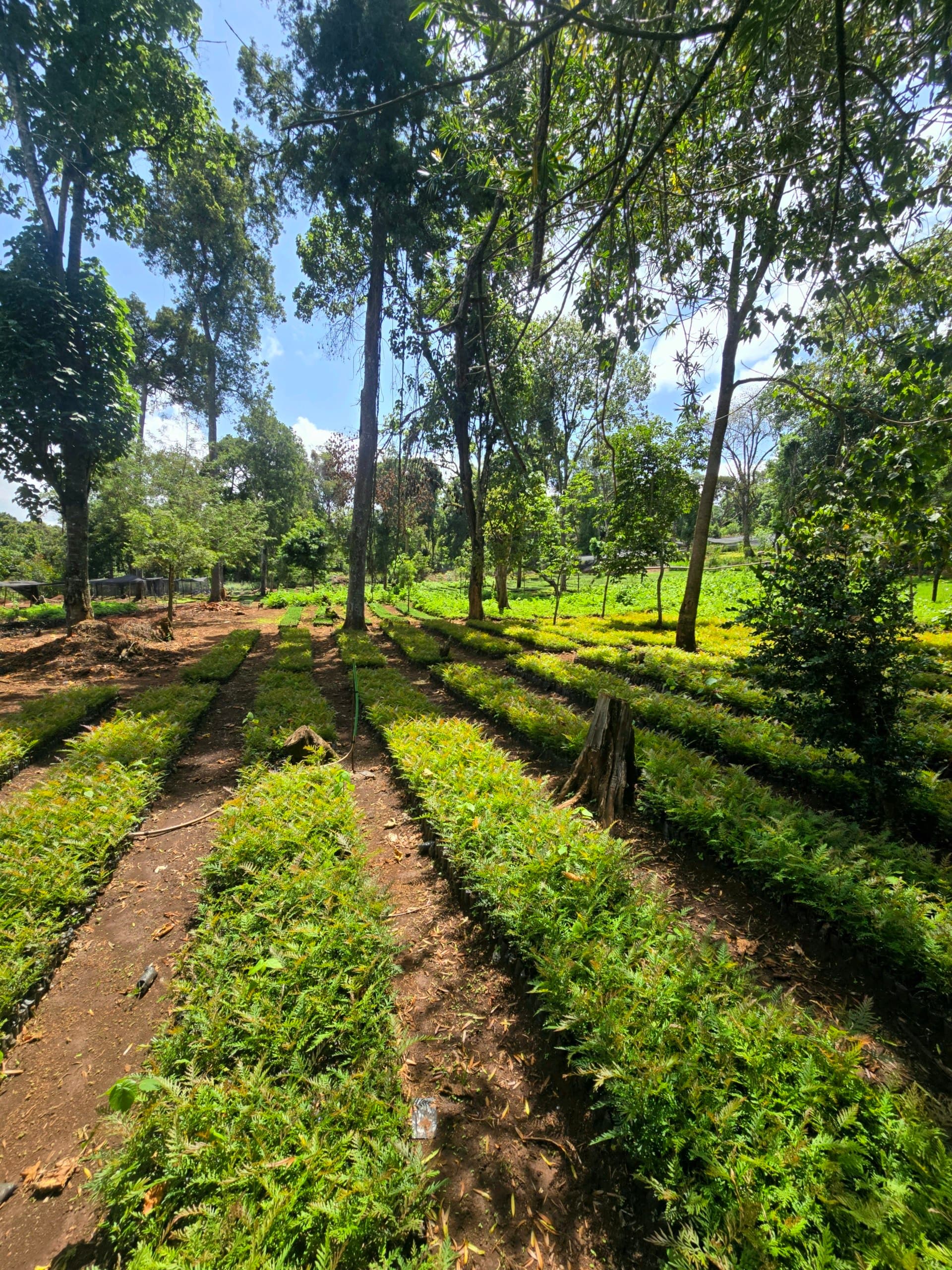 Grevillea robusta (Grevillea robusta) seedlings for sale from Green Nature women For Conservation