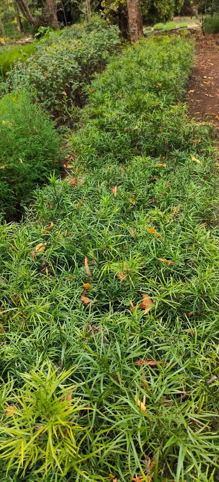 Podocarpus falcatus (Afrocarpus falcatus) seedlings for sale from Green Nature women For Conservation