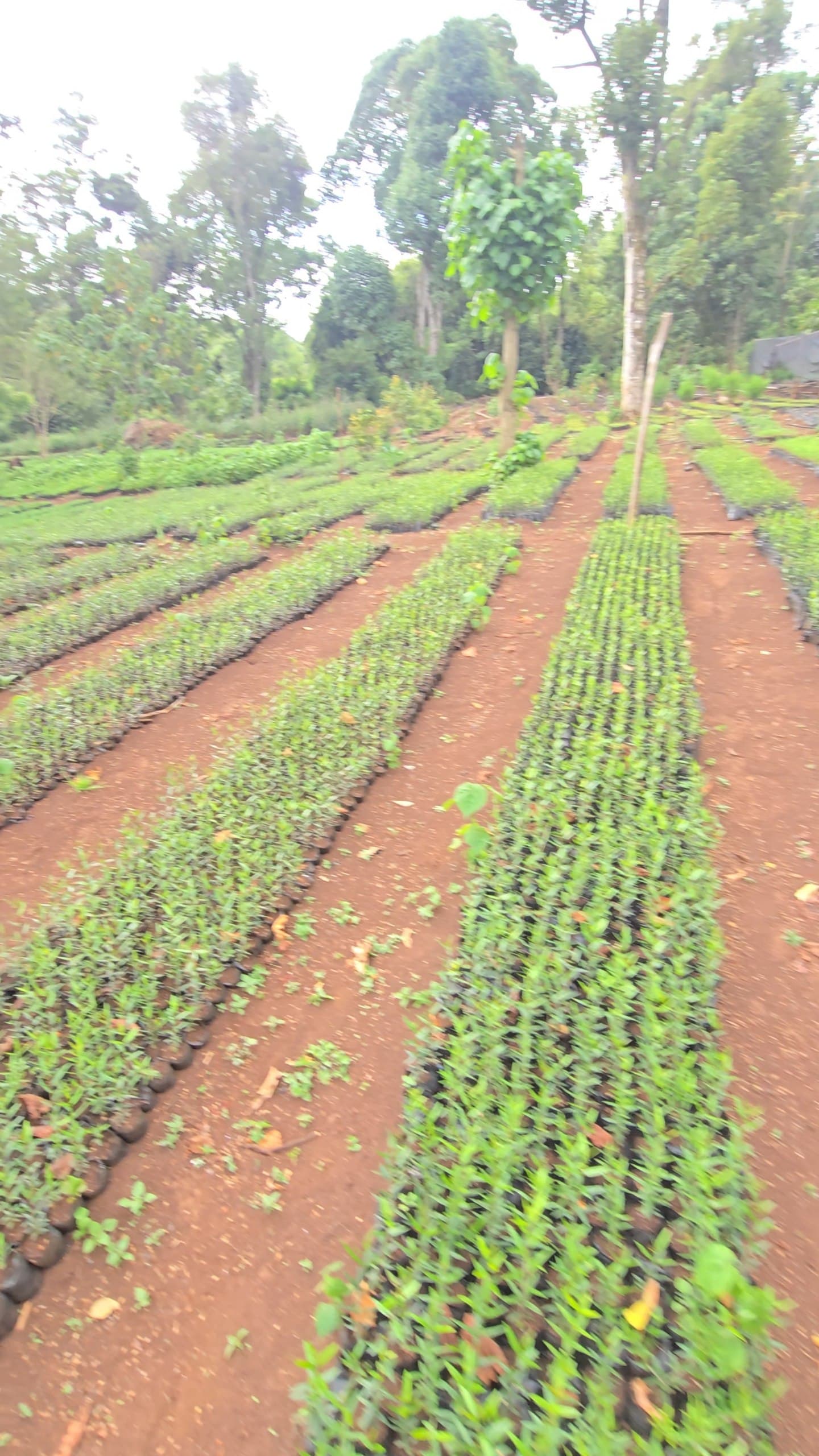 Olea africana (Olea europaea subsp. africana) seedlings for sale from Green Nature women For Conservation