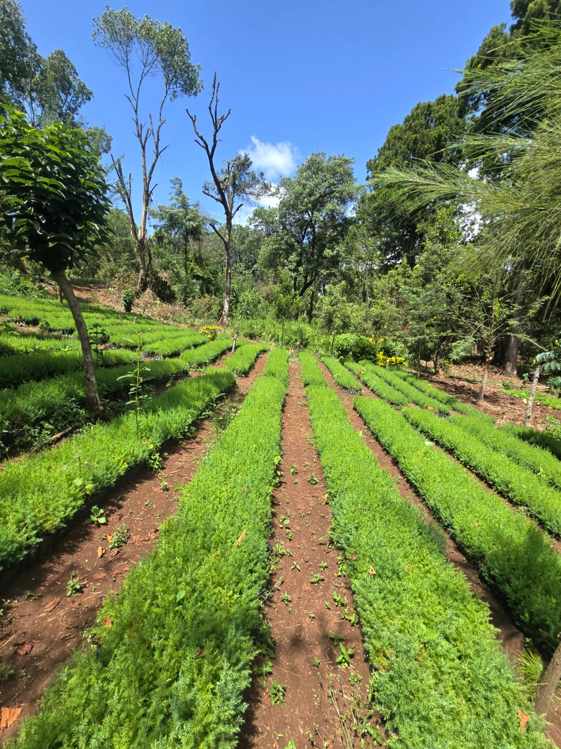 Juniperus procera (Juniperus procera) seedlings for sale from Green Nature women For Conservation