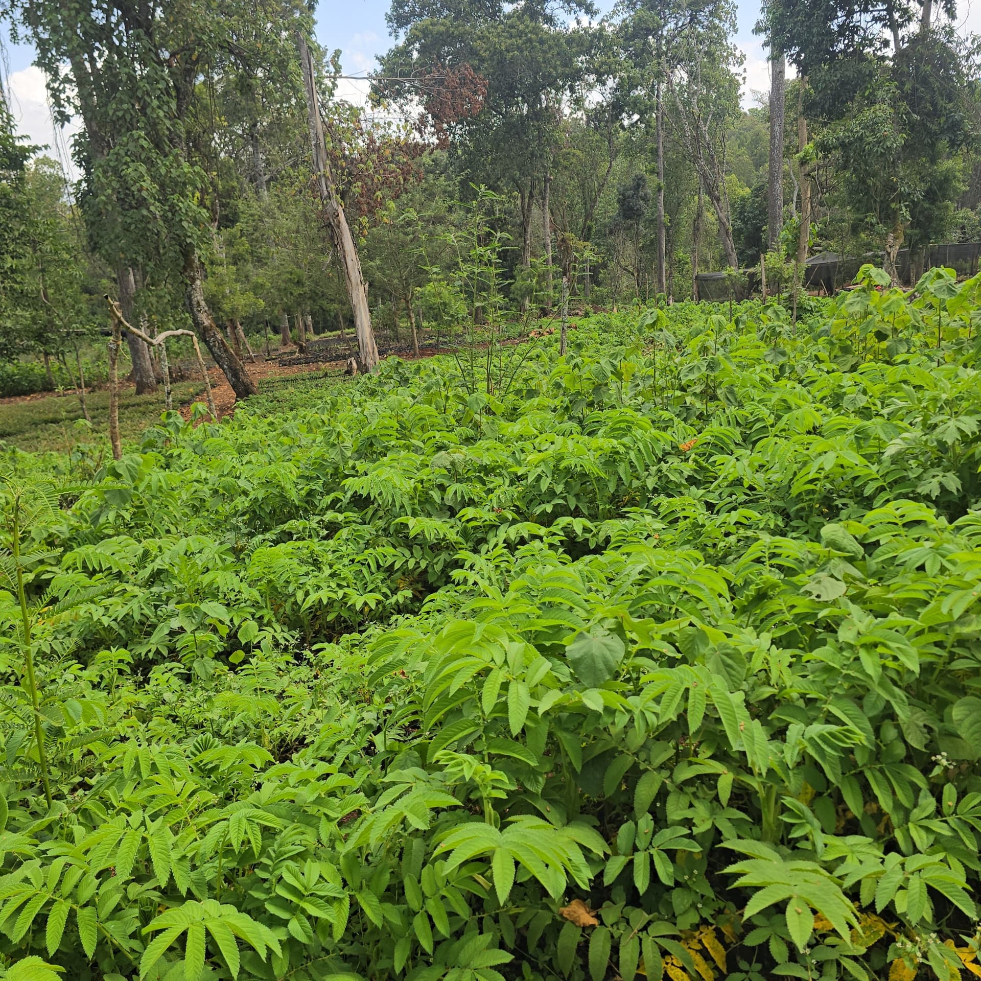 Hagenia abyssinica (Hagenia abyssinica) seedlings for sale from Green Nature women For Conservation