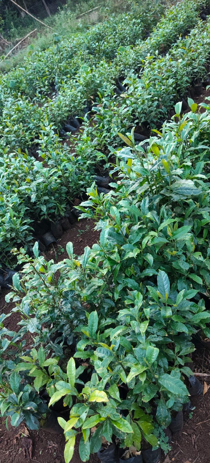 Elgon Teak (Olea welwitschii) seedlings for sale from Green Nature women For Conservation