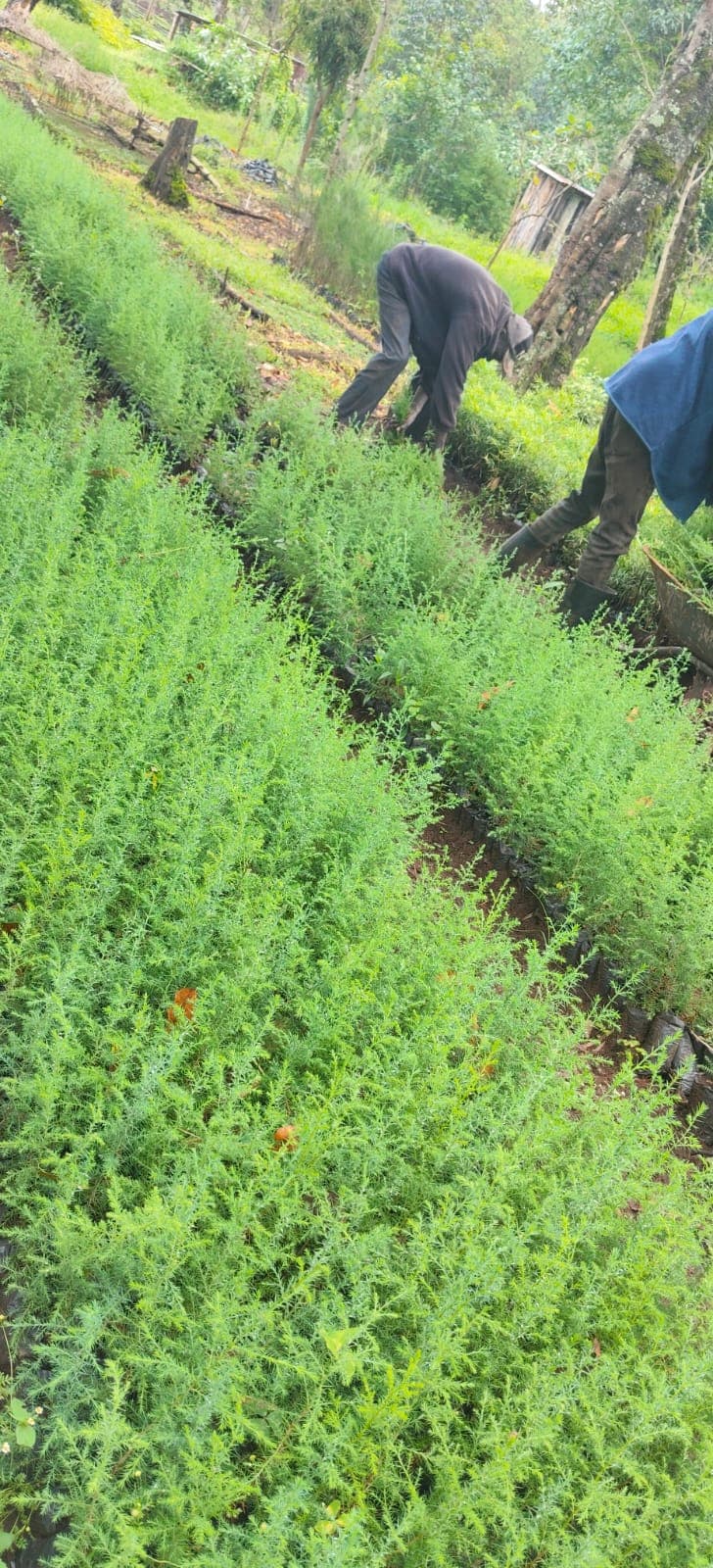 Cypress (Cupressus lusitanica) seedlings for sale from Green Nature women For Conservation