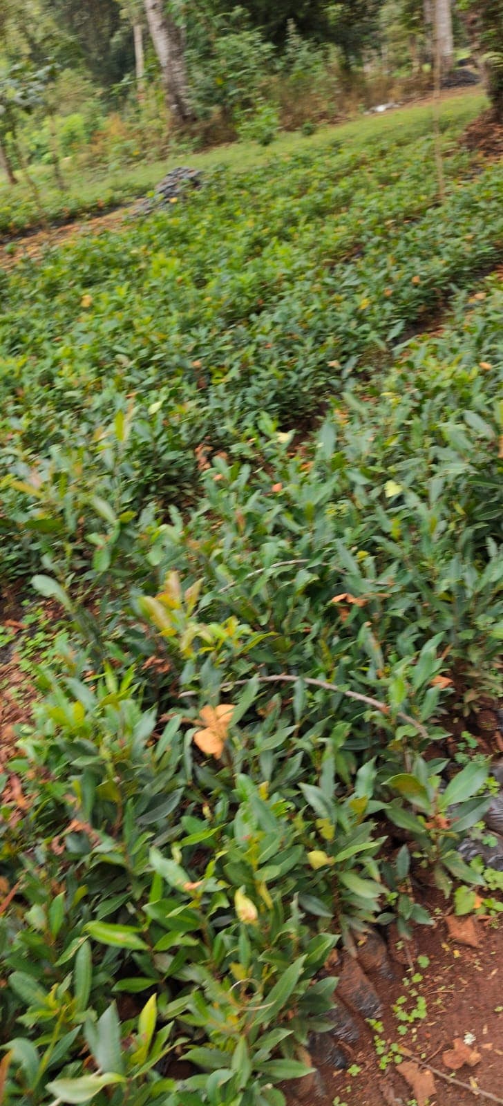 Syzygium Waterberry (Syzygium guineense / Syzygium cordatum) seedlings for sale from Green Nature women For Conservation