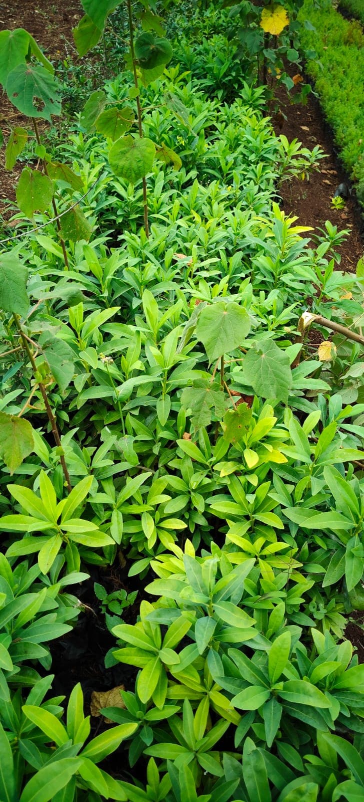 Warburgia ugandensis (Warburgia ugandensis) seedlings for sale from Green Nature women For Conservation