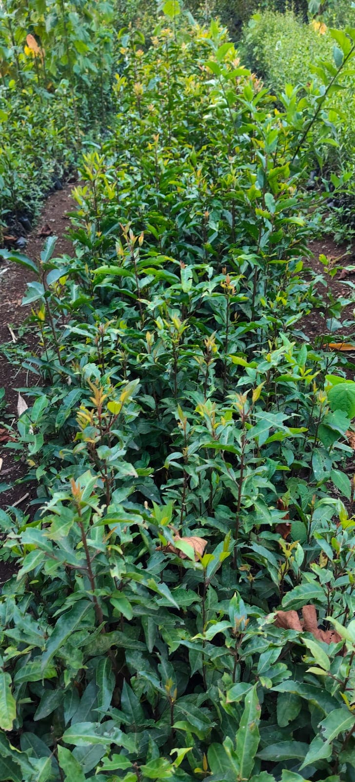 Prunus africana (Prunus africana) seedlings for sale from Green Nature women For Conservation