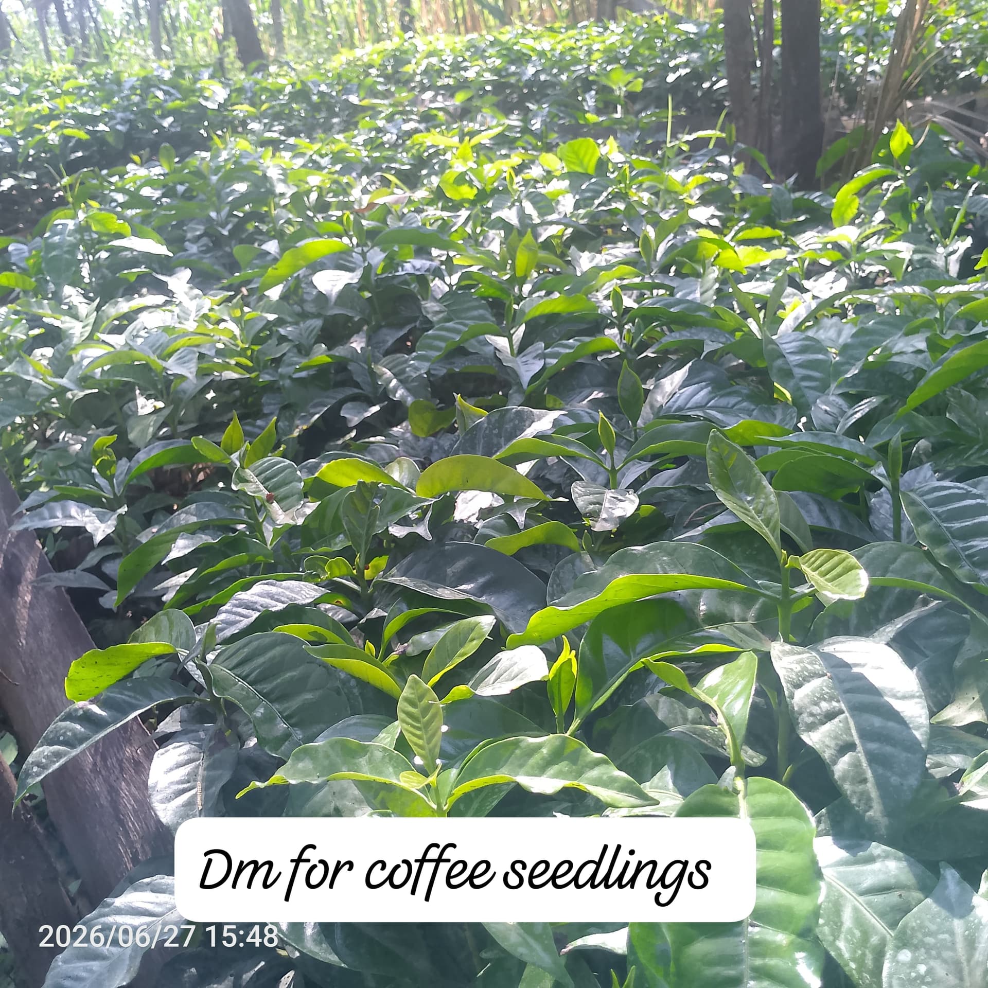 Coffee (Robusta) seedlings for sale from GEOSHA AGRONOMISTS NURSERY