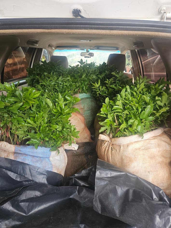 Grafted Passion Fruit Seedlings (Passiflora edulis) seedlings for sale from Farmers Trend Limited